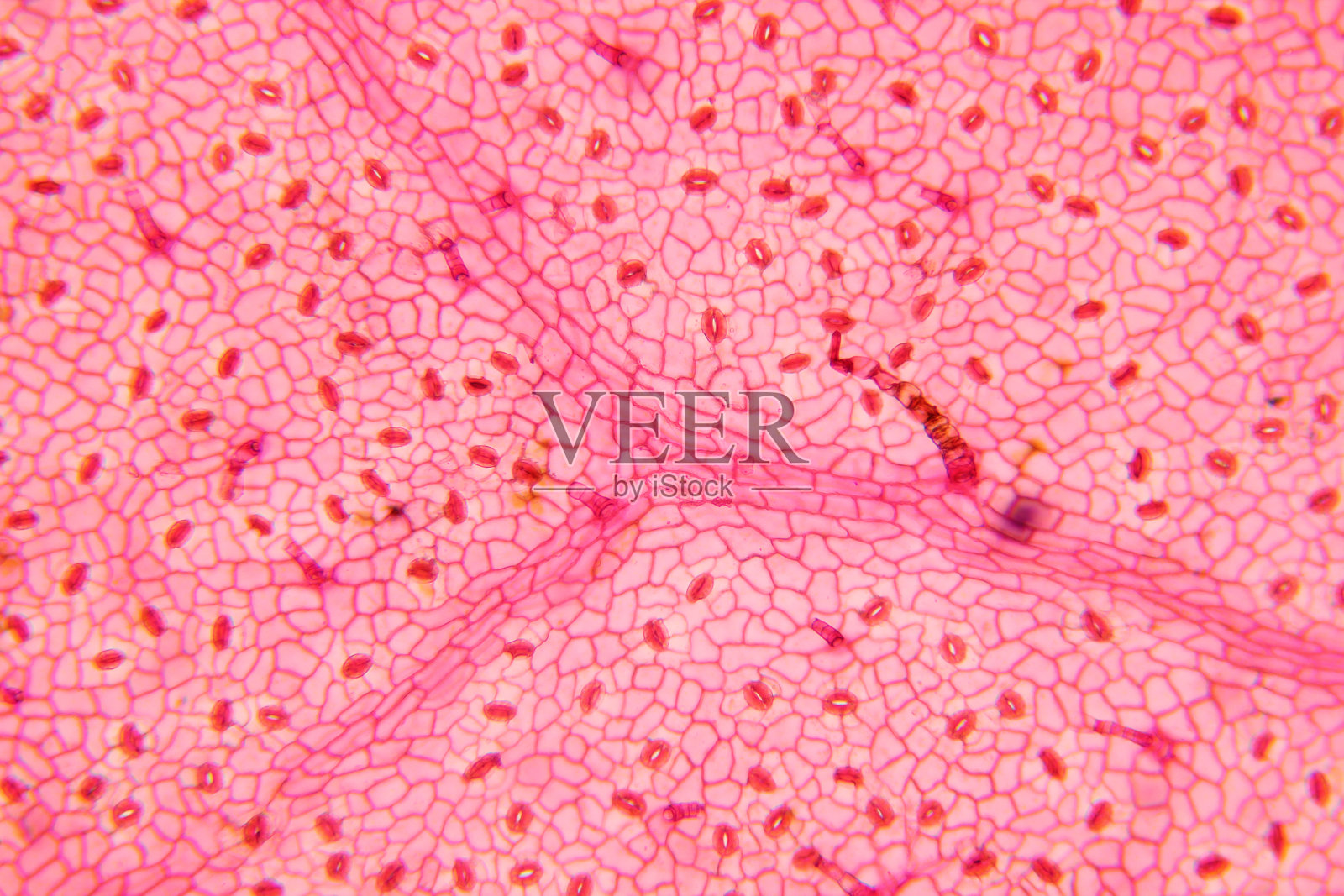 显微镜下观察植物叶片细胞表面照片摄影图片