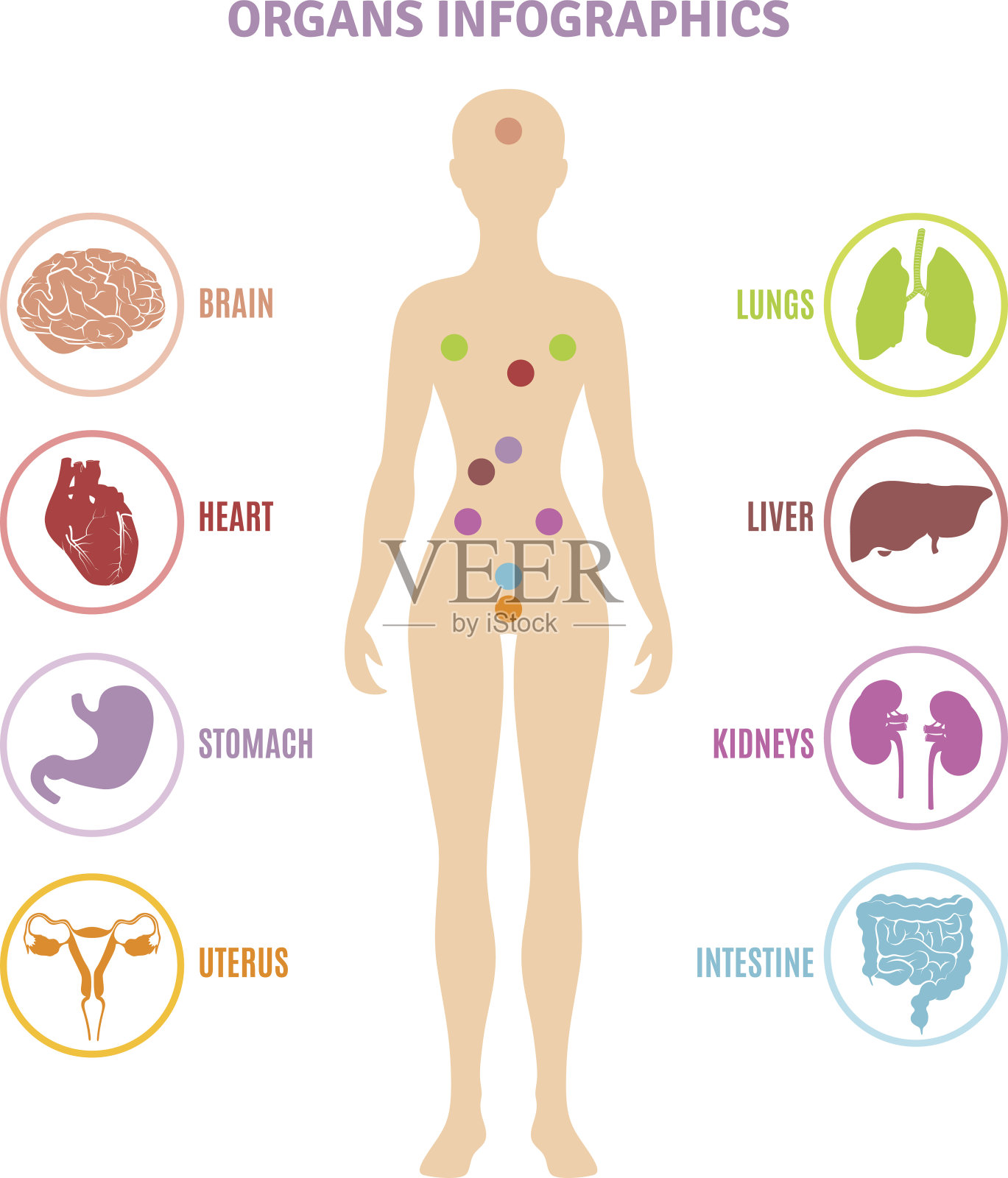 人体解剖器官信息图插画图片素材