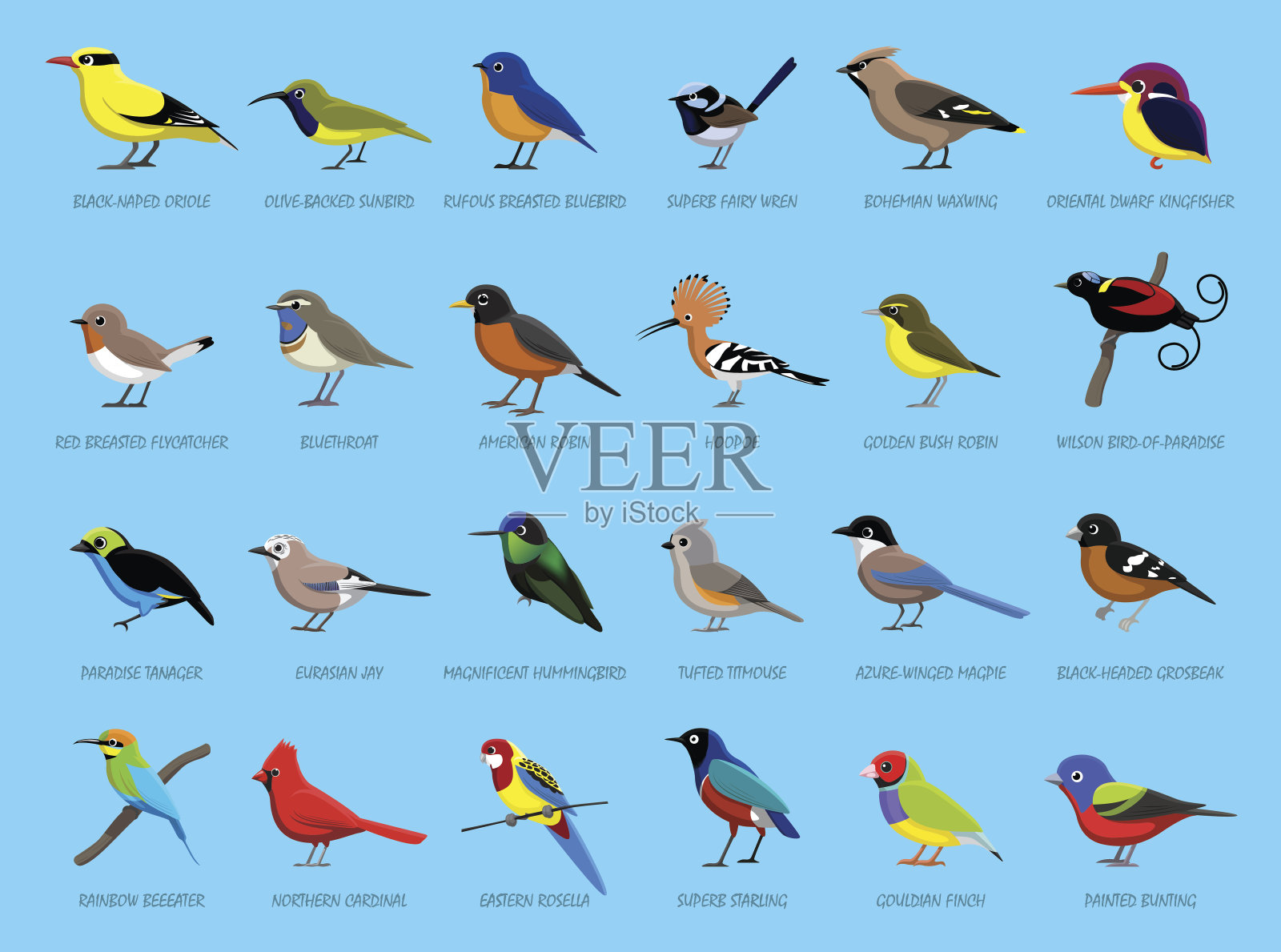 彩色的小鸟侧视图卡通矢量插图设计元素图片