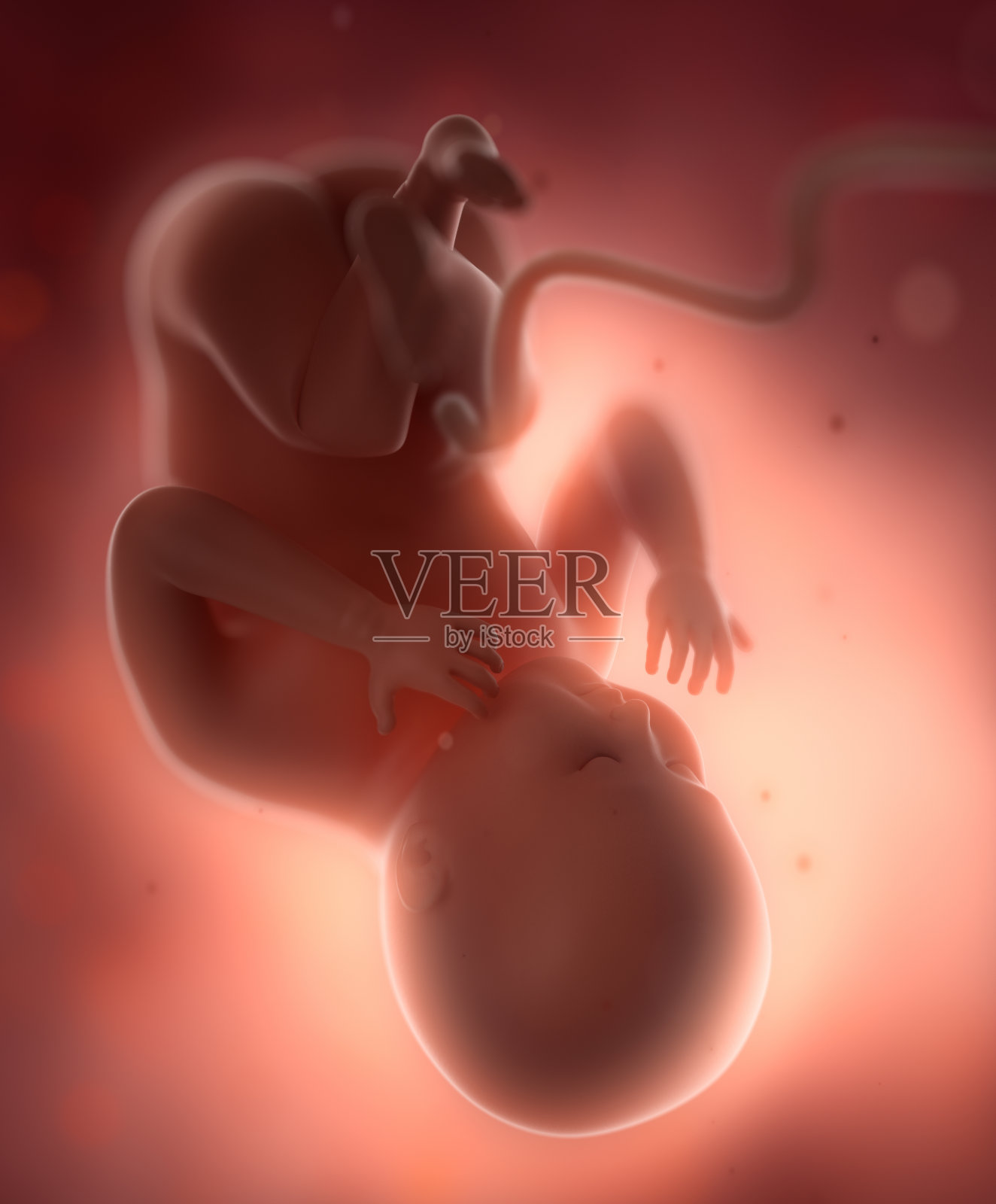 胎儿胎儿是孕妇肚子里的概念照片摄影图片