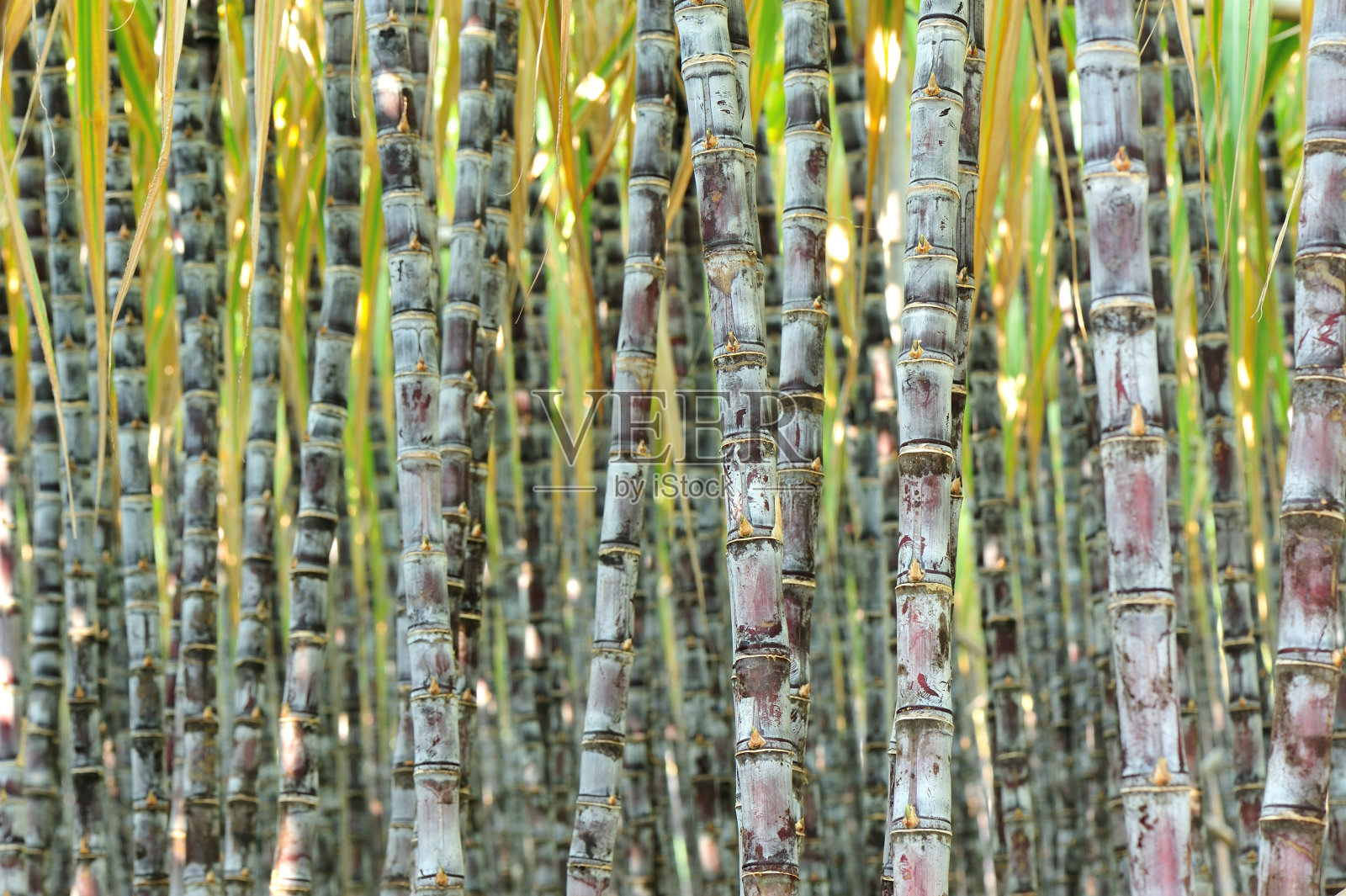 田间生长的甘蔗照片摄影图片