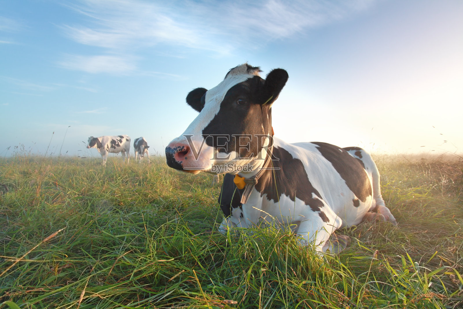 日出时牧场上的牛照片摄影图片