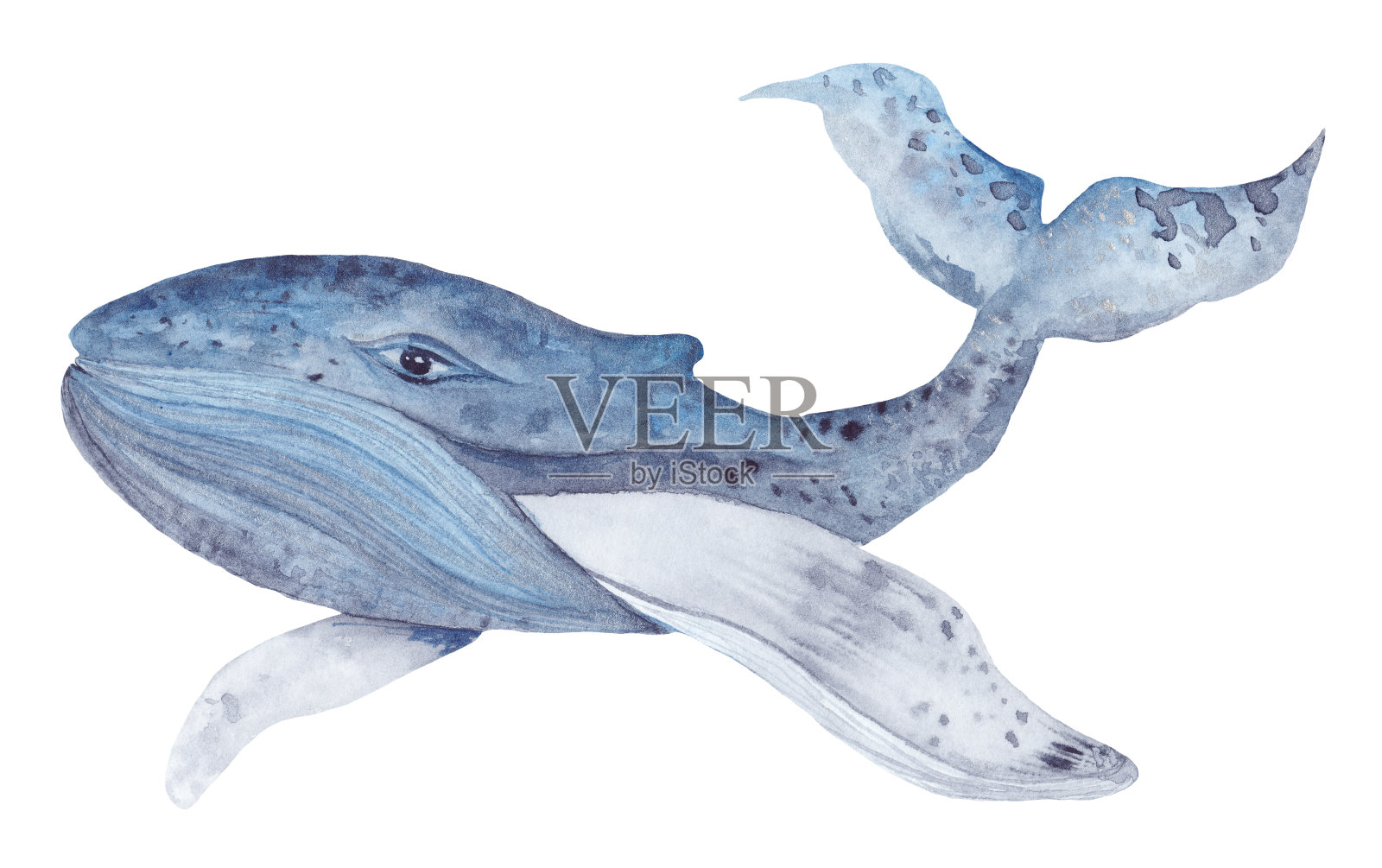 绘画水彩鲸鱼插画图片素材