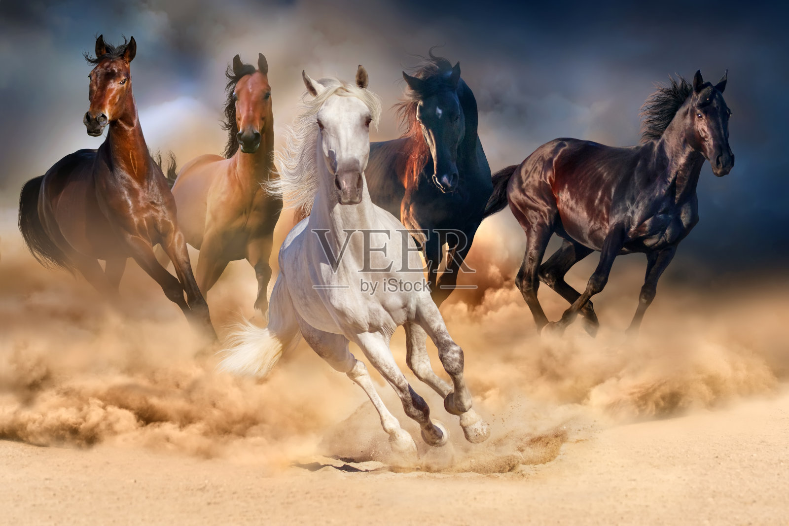 沙漠中的牧马场照片摄影图片