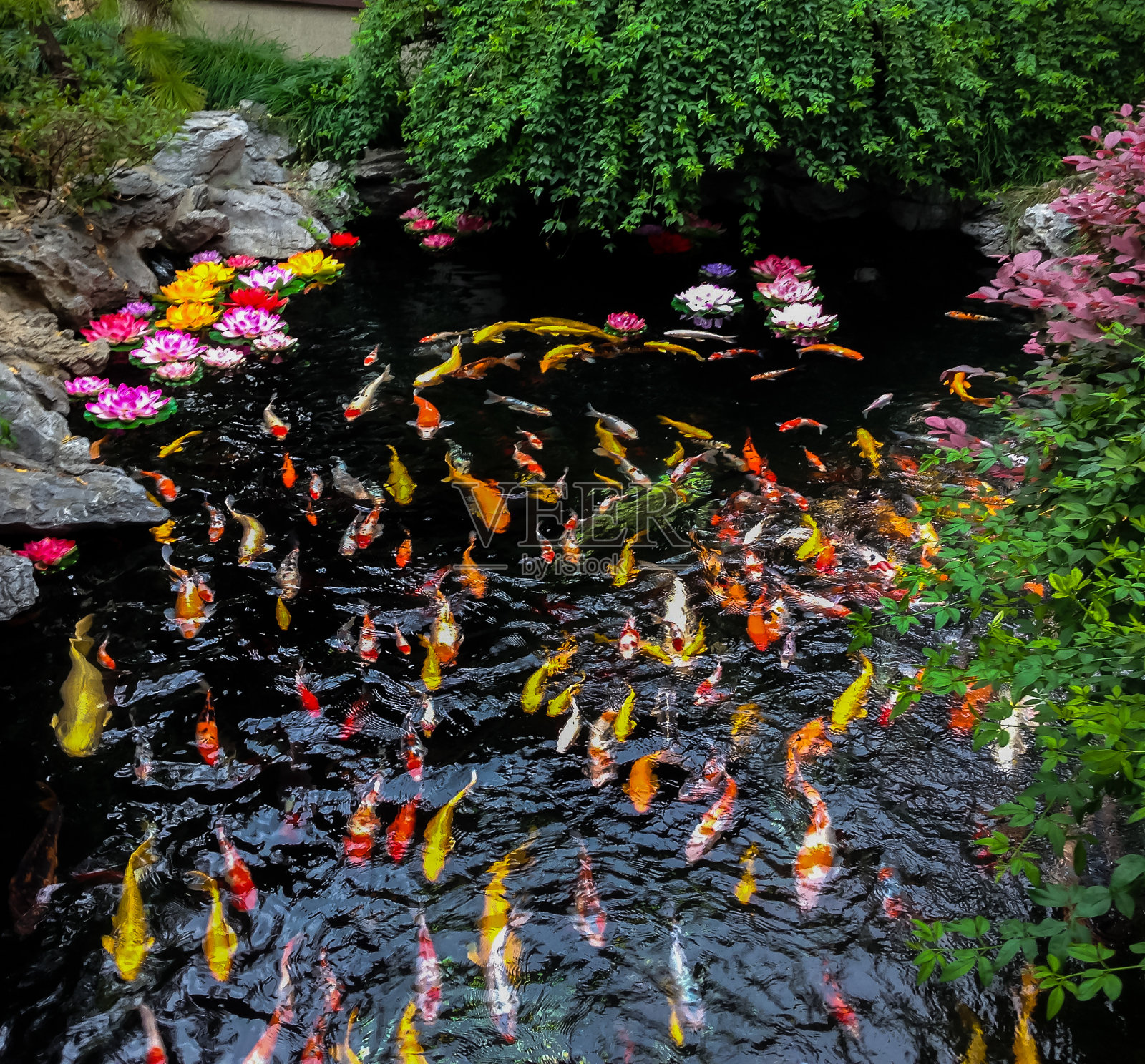 池塘里五颜六色的日本锦鲤照片摄影图片