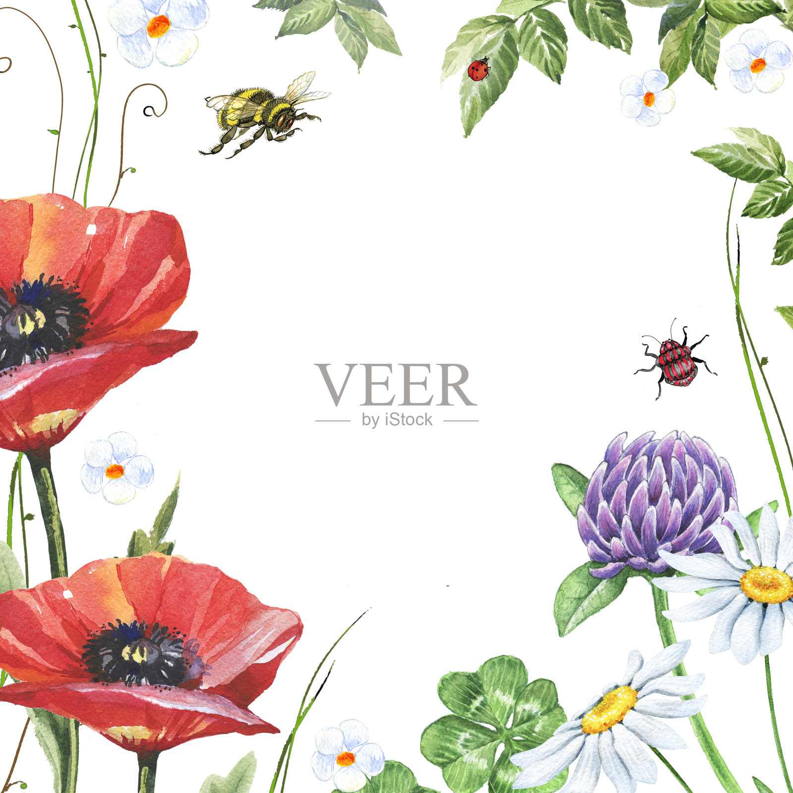 水彩花框架与罂粟，甘菊和三叶草插画图片素材