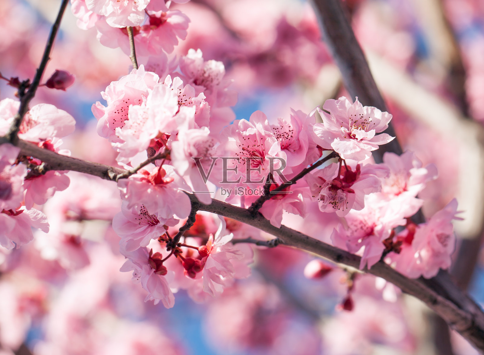 樱桃树blssom照片摄影图片