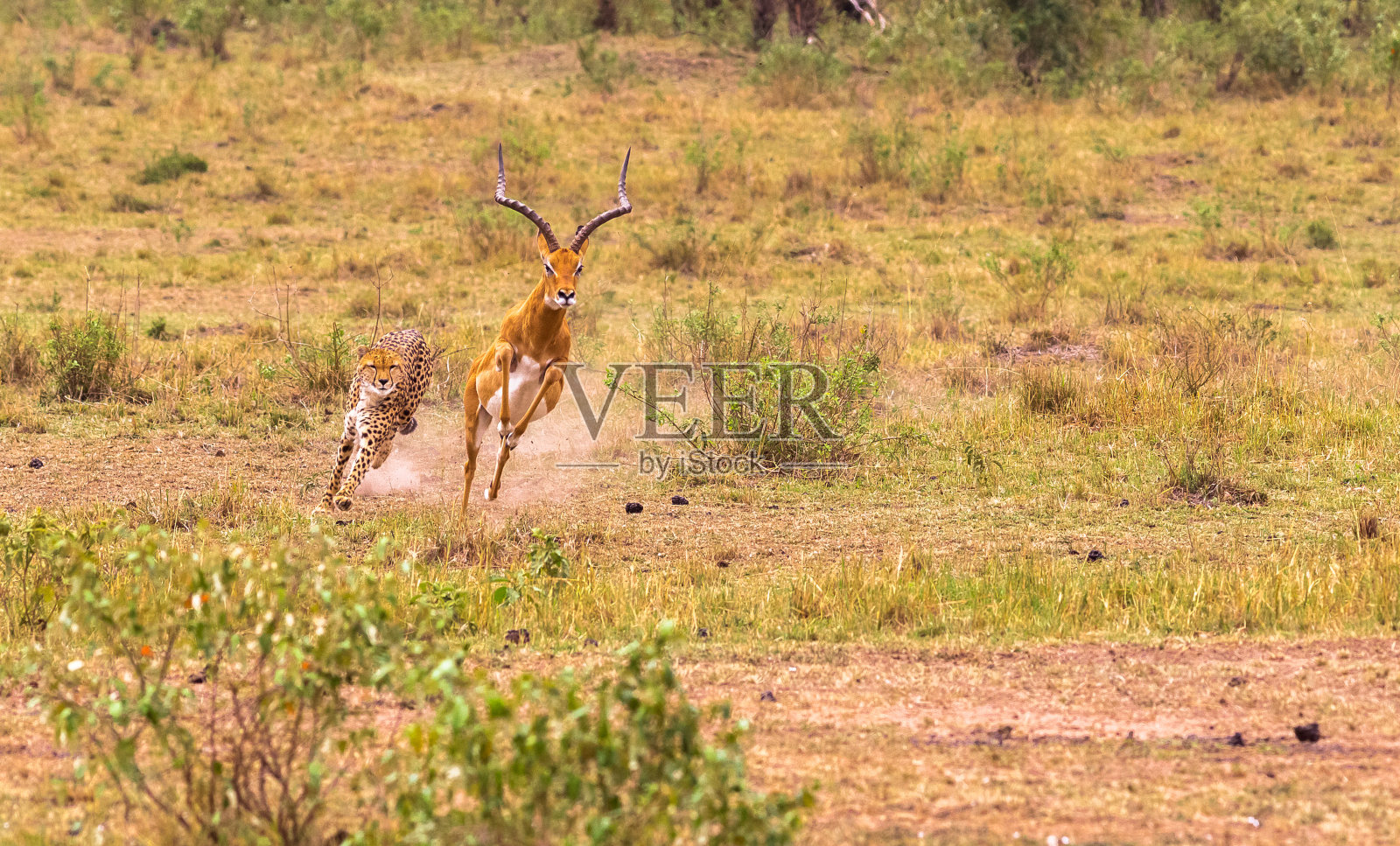 在大草原猎豹。肯尼亚马赛马拉照片摄影图片