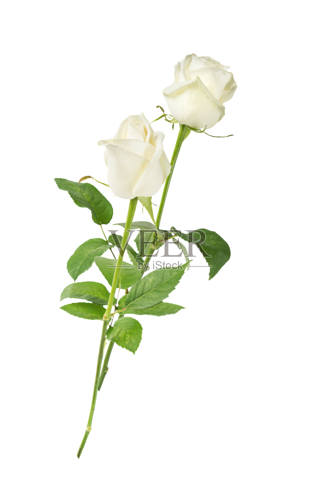 白色背景上的白玫瑰照片摄影图片