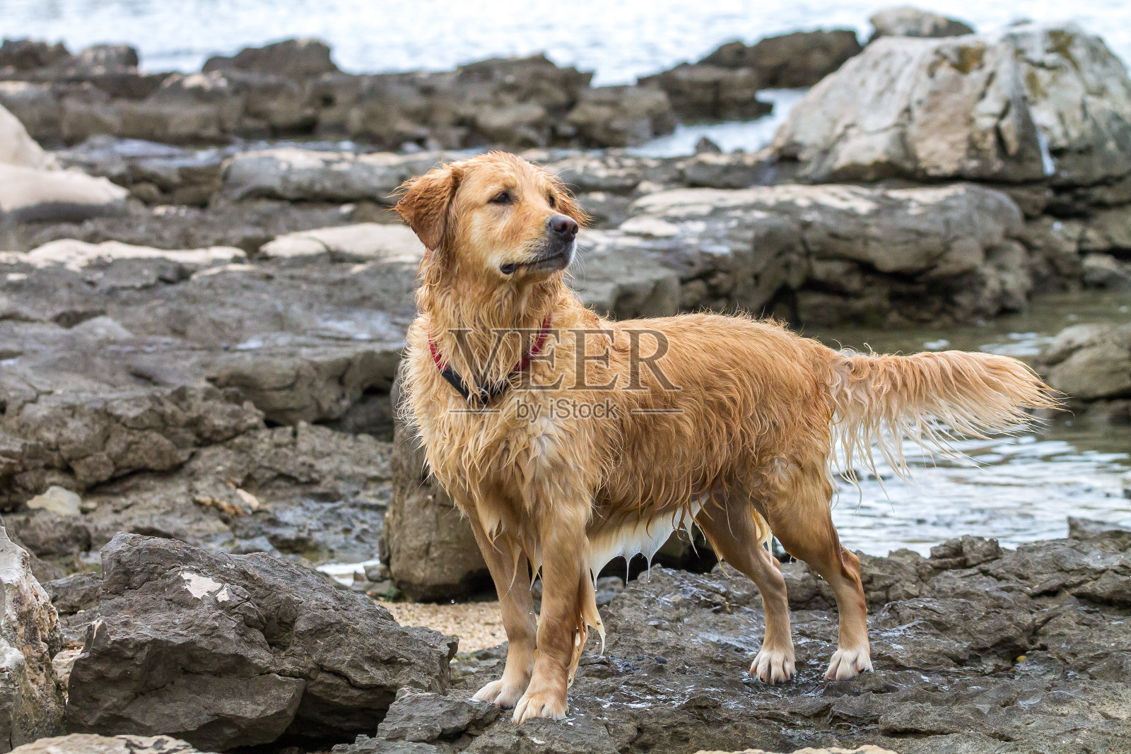 金色猎犬在海滩上享受照片摄影图片