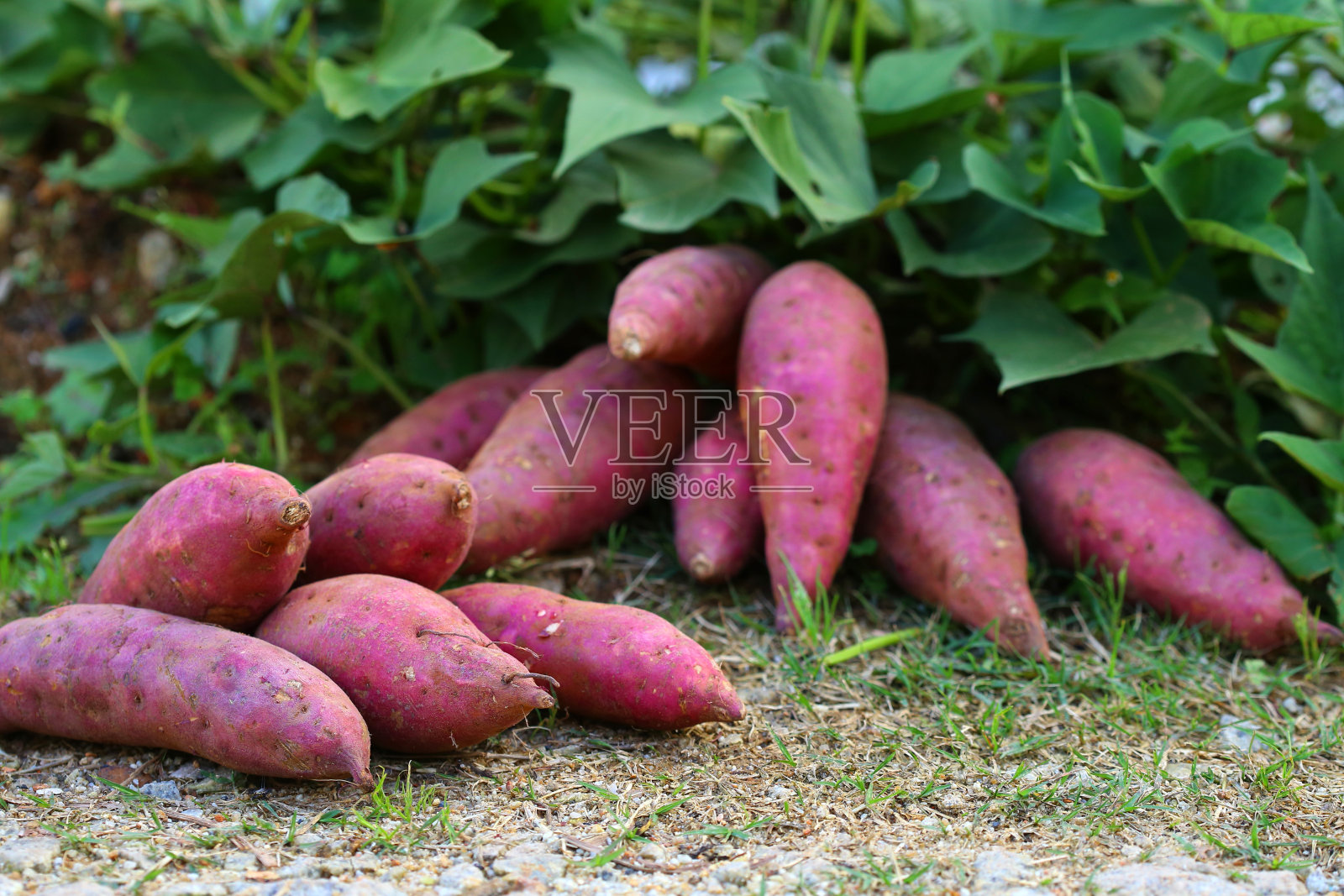 新鲜红薯照片摄影图片