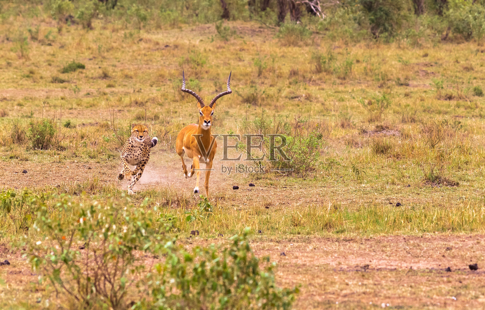猎豹。非常快的猎人。肯尼亚马赛马拉照片摄影图片