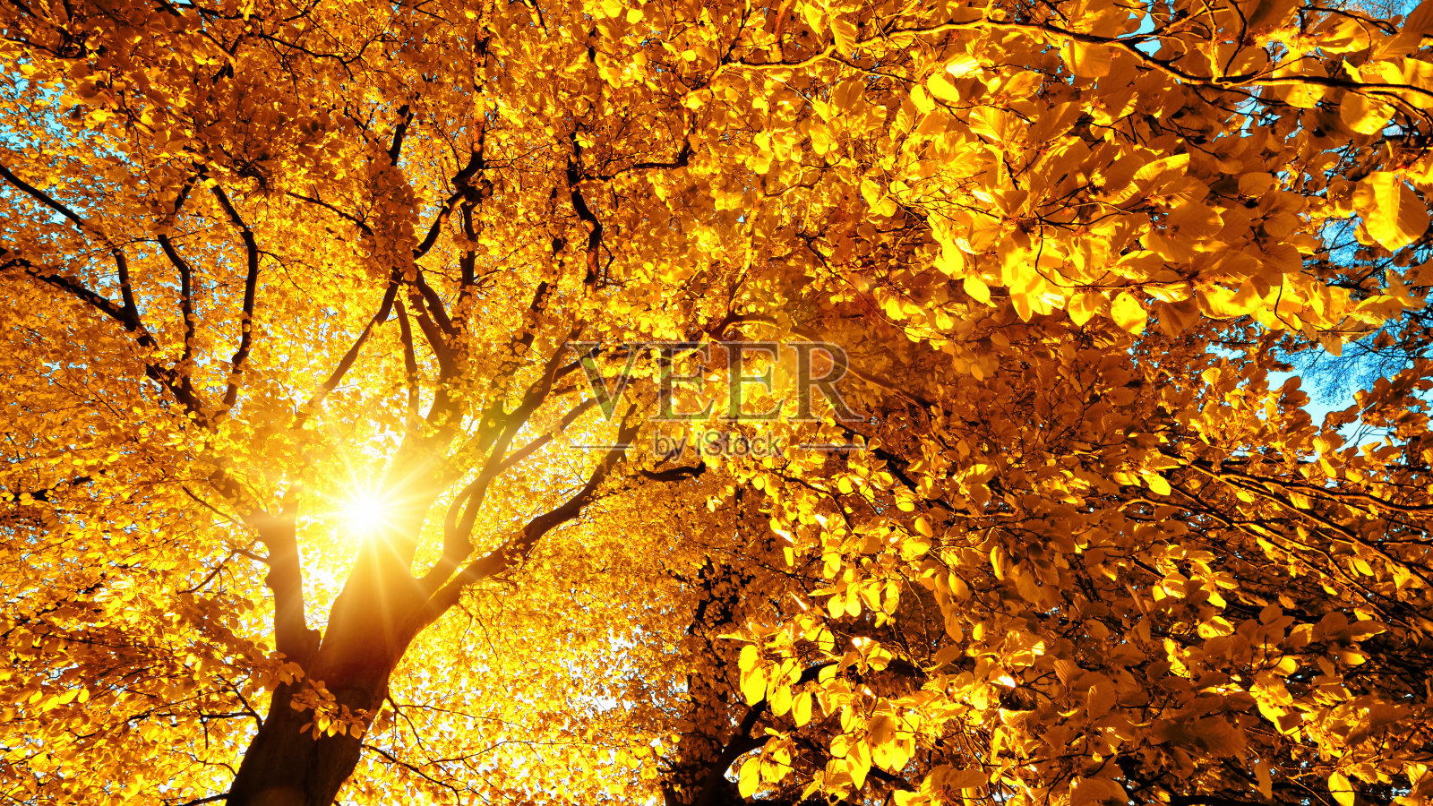 秋日的阳光明媚地照在山毛榉树上照片摄影图片