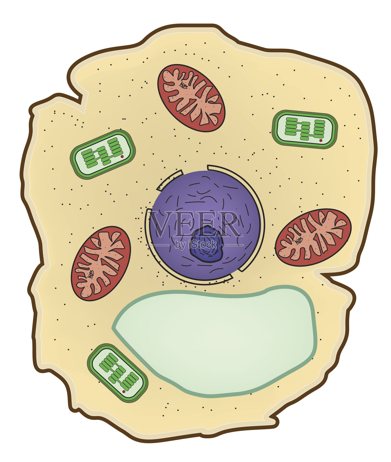 植物细胞结构矢量图，细胞解剖。插画图片素材