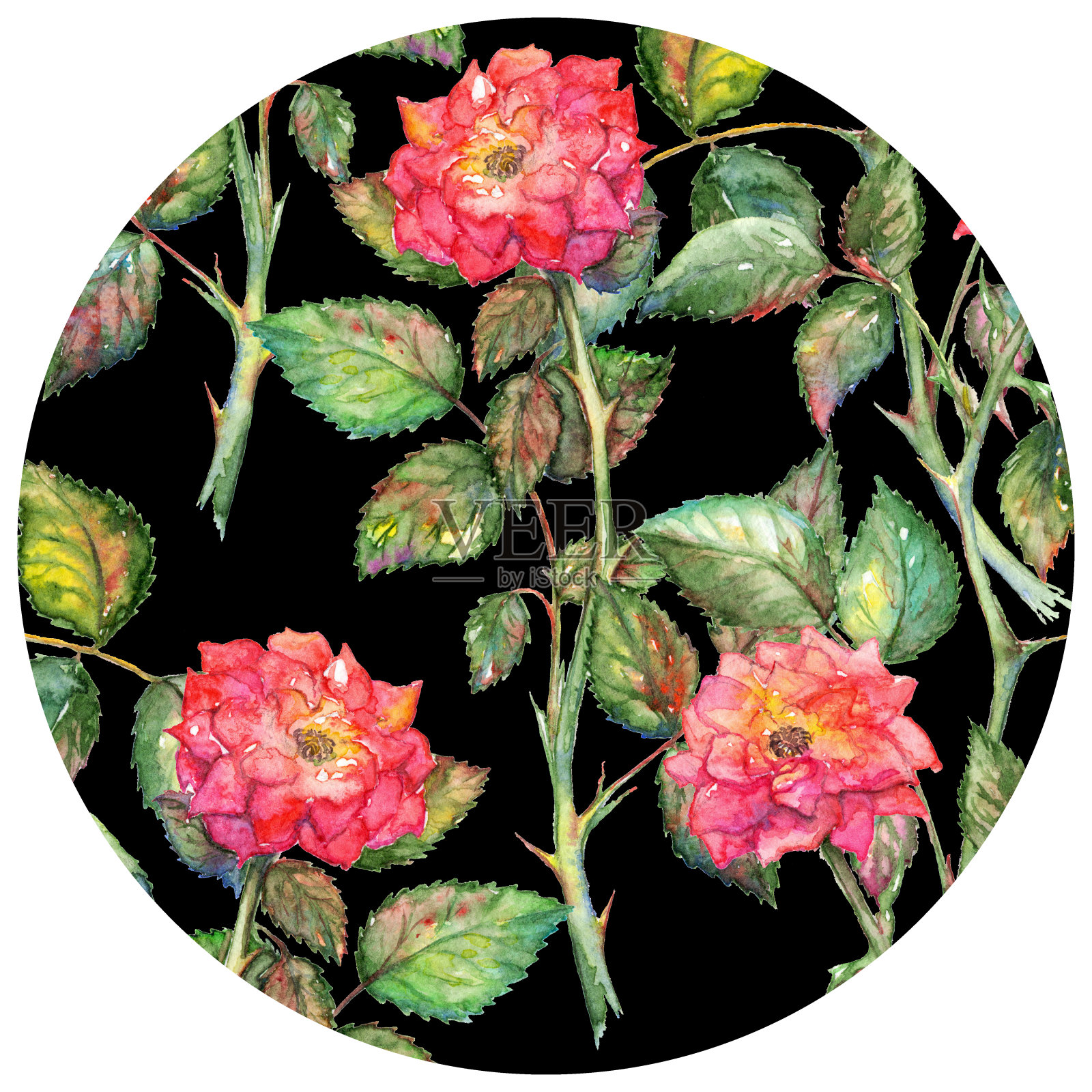 水彩粉红玫瑰圆形图案纹理背景插画图片素材