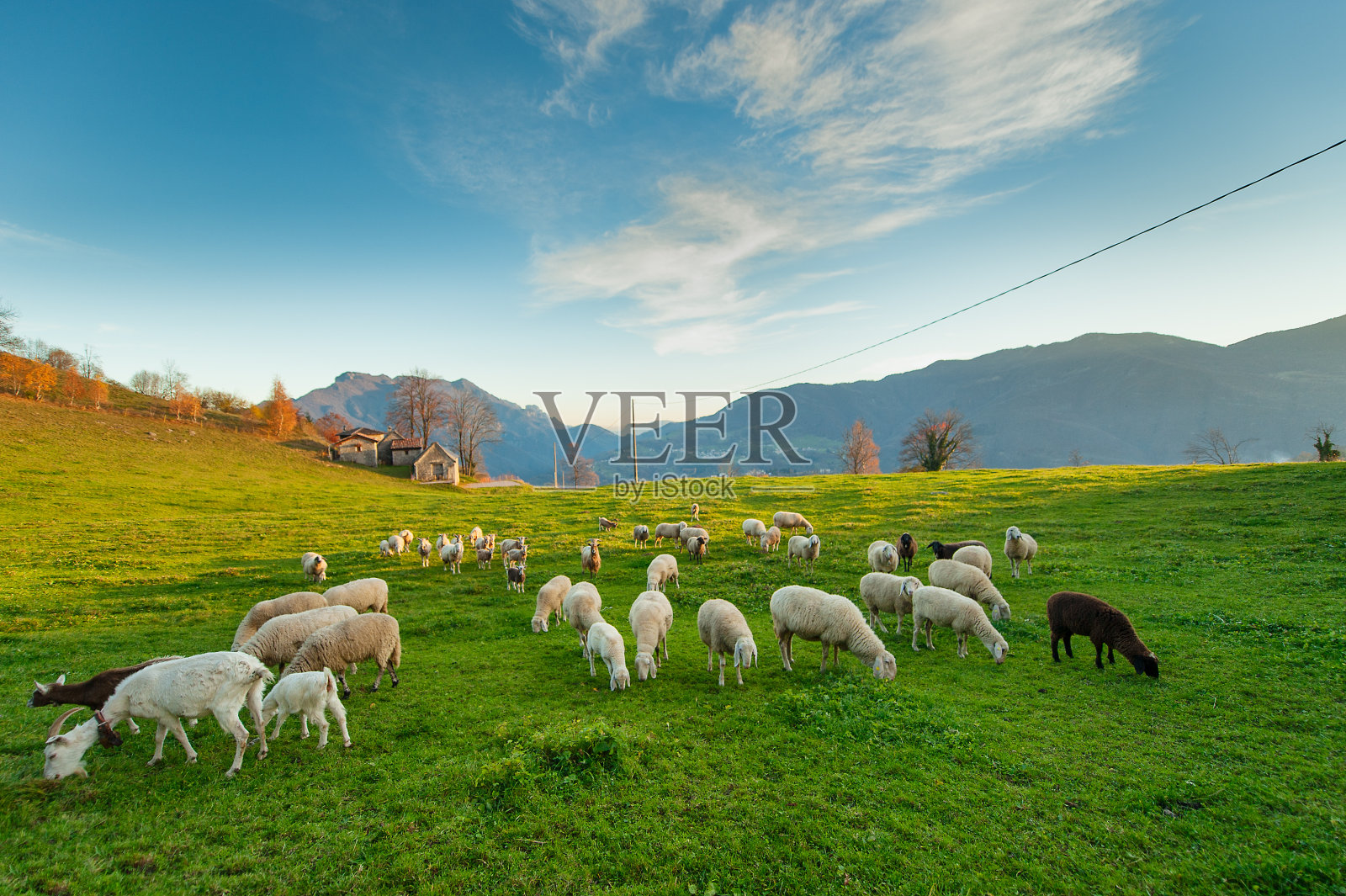 在意大利阿尔卑斯山吃草的绵羊照片摄影图片