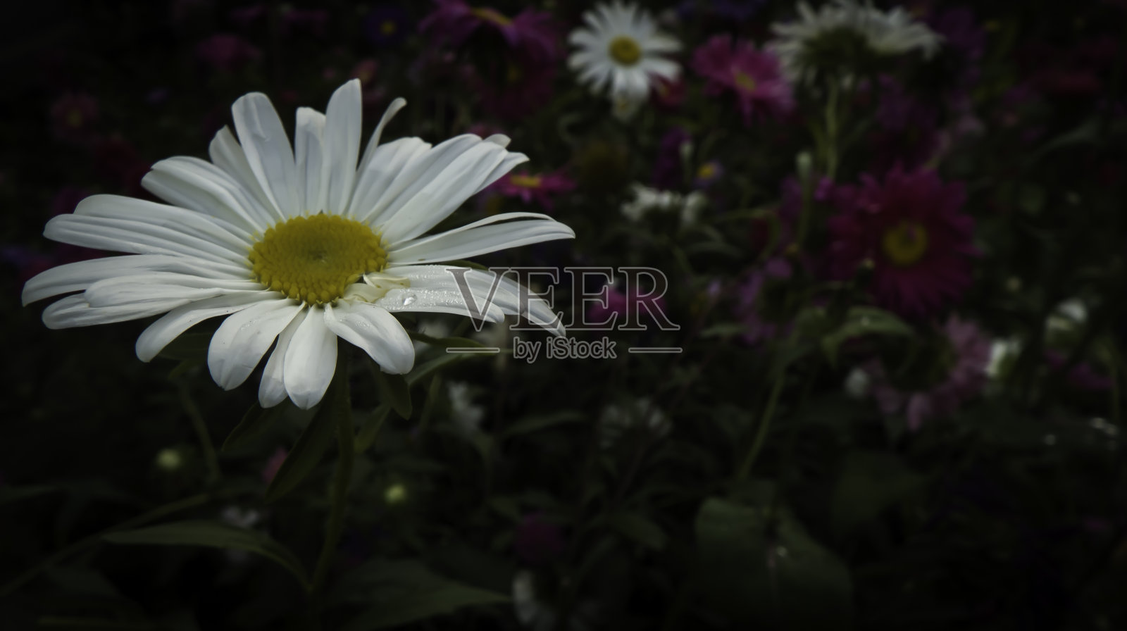带花背景的雏菊照片摄影图片