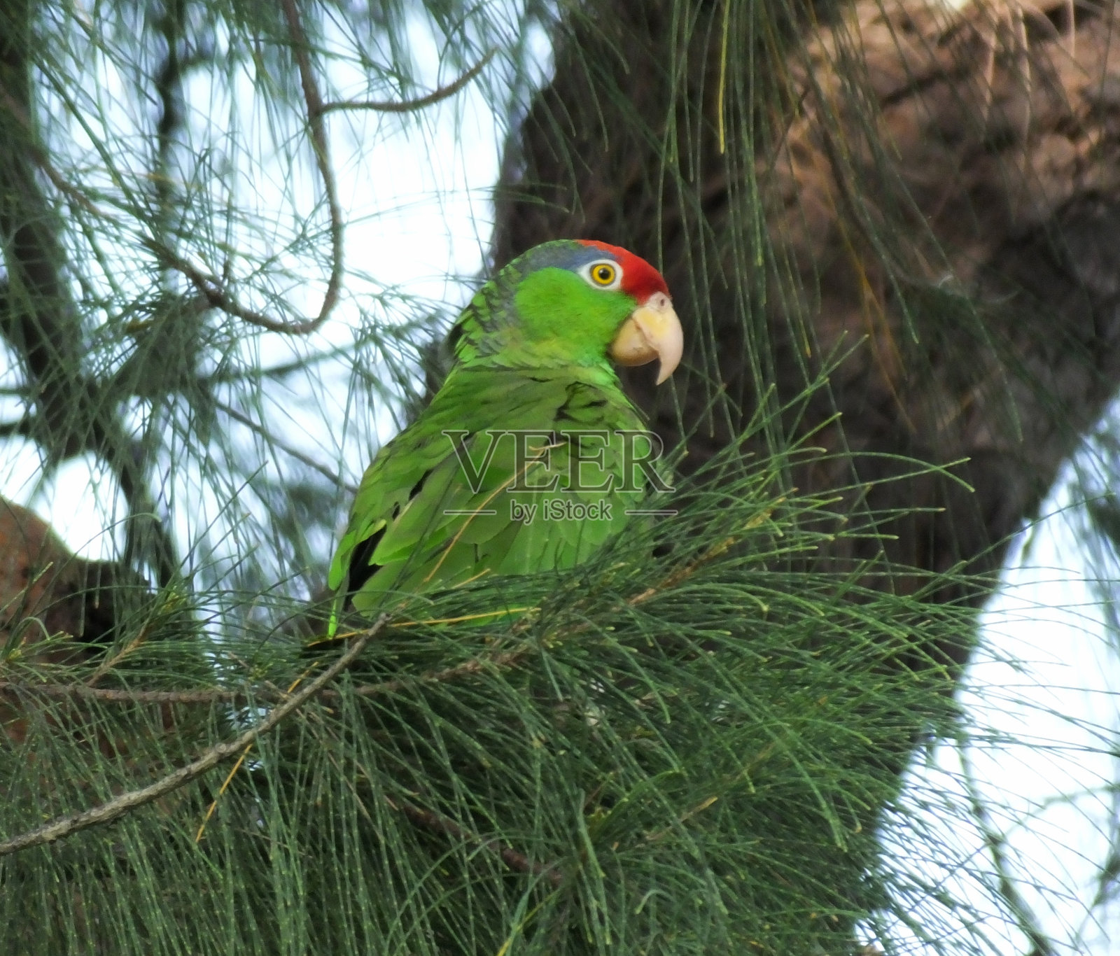 亚马逊红冠鹦鹉(Amazona viridenalis)照片摄影图片