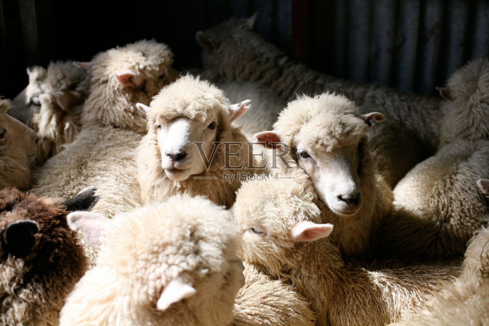 罗姆尼绵羊，剪羊毛棚，凯库拉，新西兰。照片摄影图片