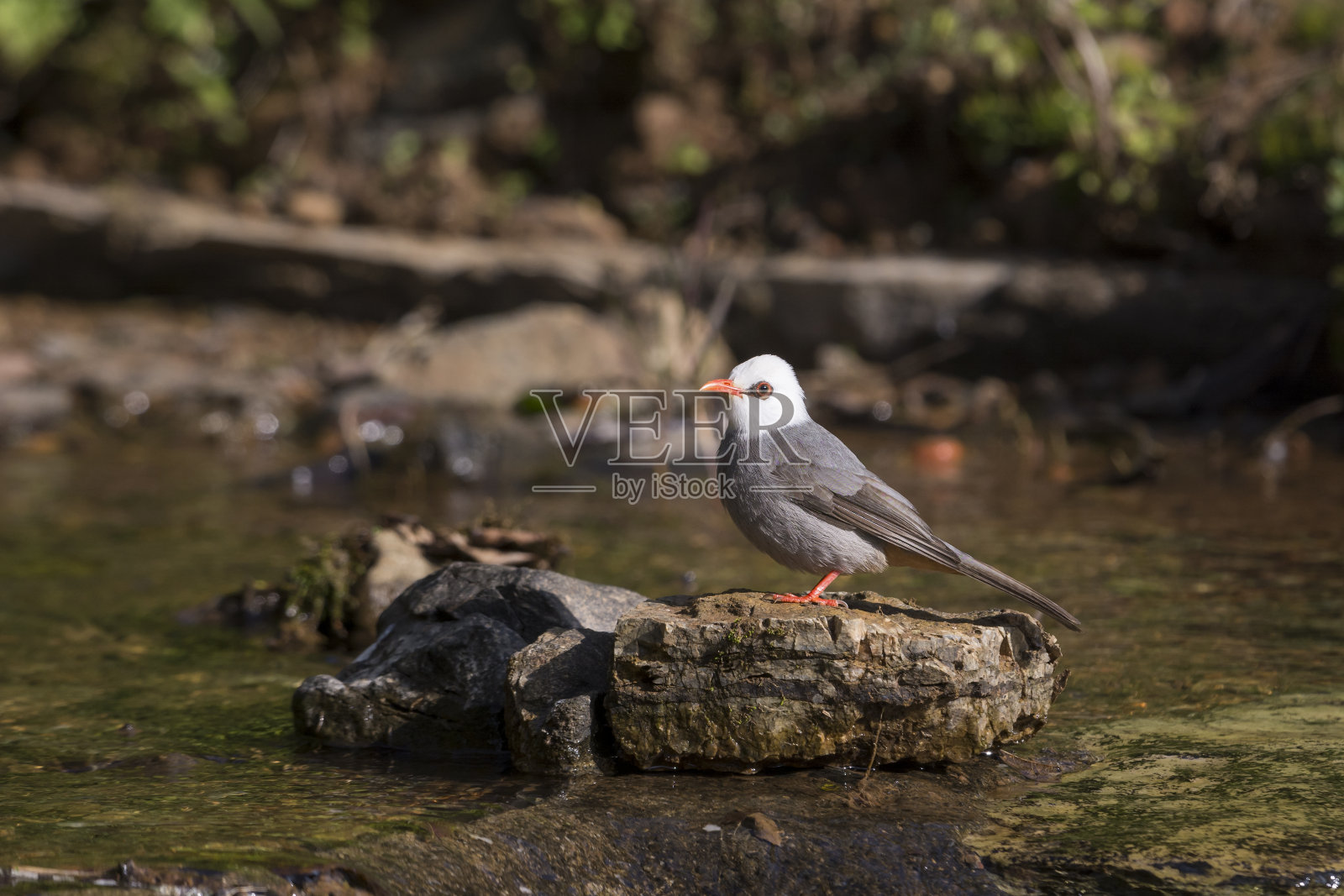 白头鹎:泰国的鸟照片摄影图片