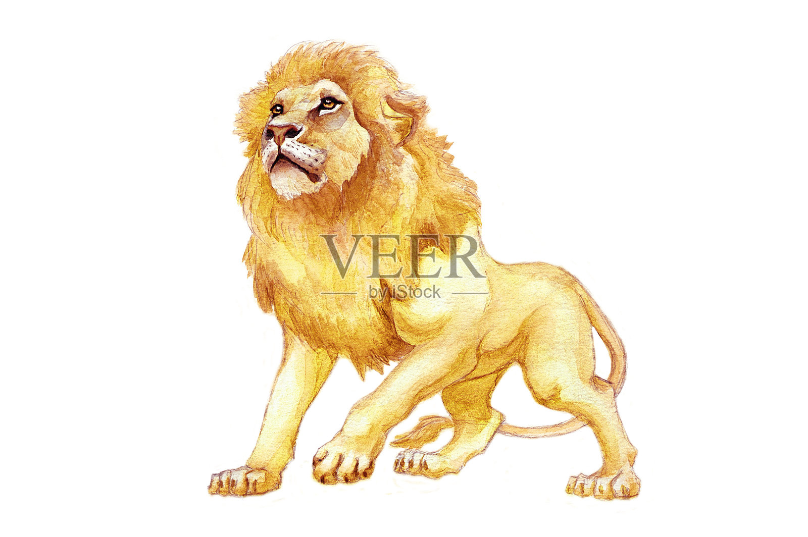 水彩狮子插画图片素材