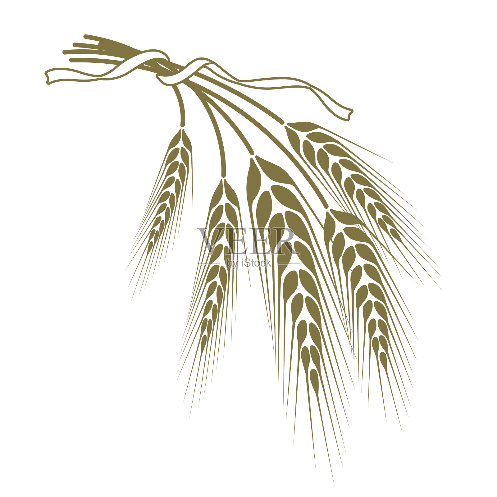 用丝带系着的小麦小穗插画图片素材