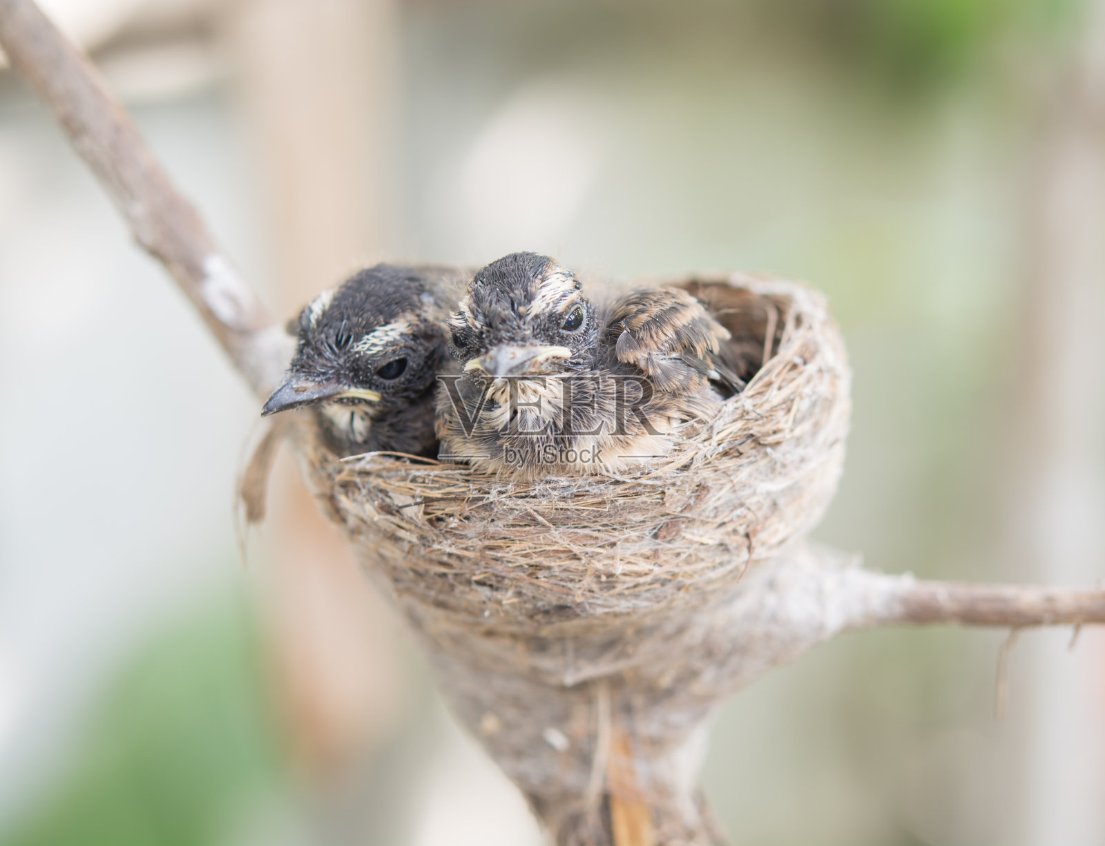 新生的小鸟在树上筑巢照片摄影图片