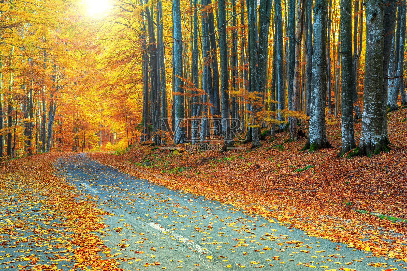 壮观的浪漫之路在秋色斑斓的森林里照片摄影图片
