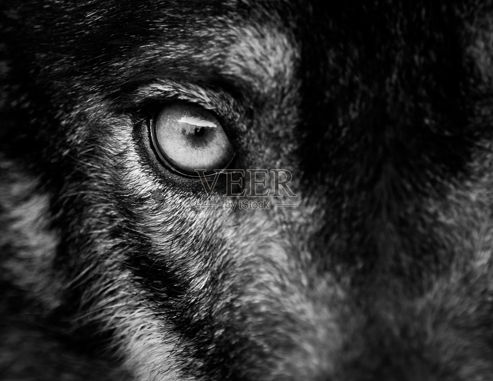 伊比利亚狼之眼(犬类狼疮)照片摄影图片