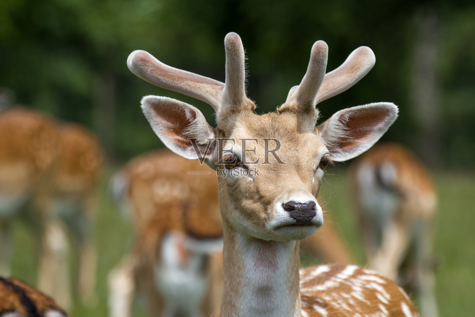 草原上的公鹿照片摄影图片