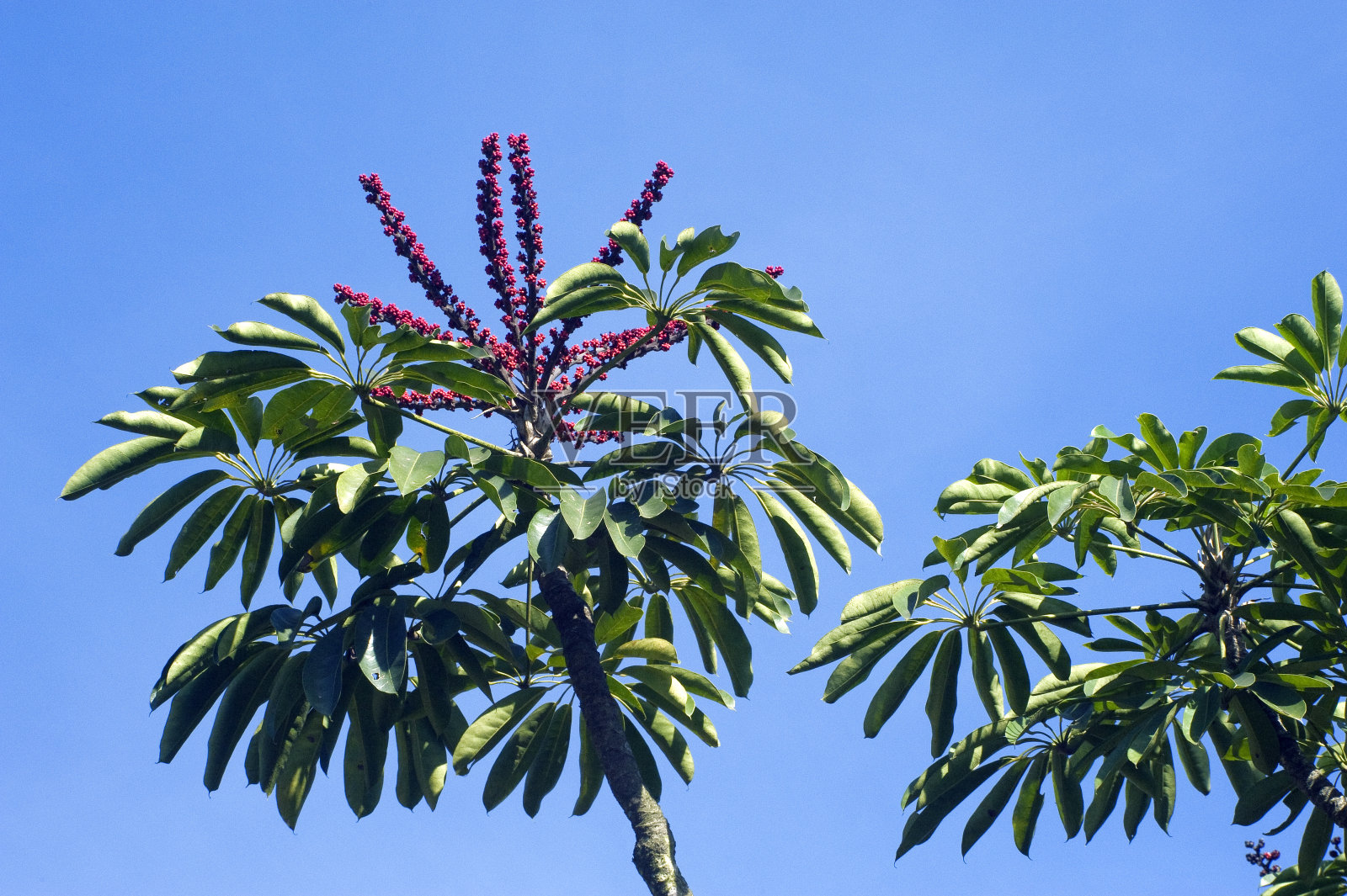 昆士兰伞树在繁荣照片摄影图片