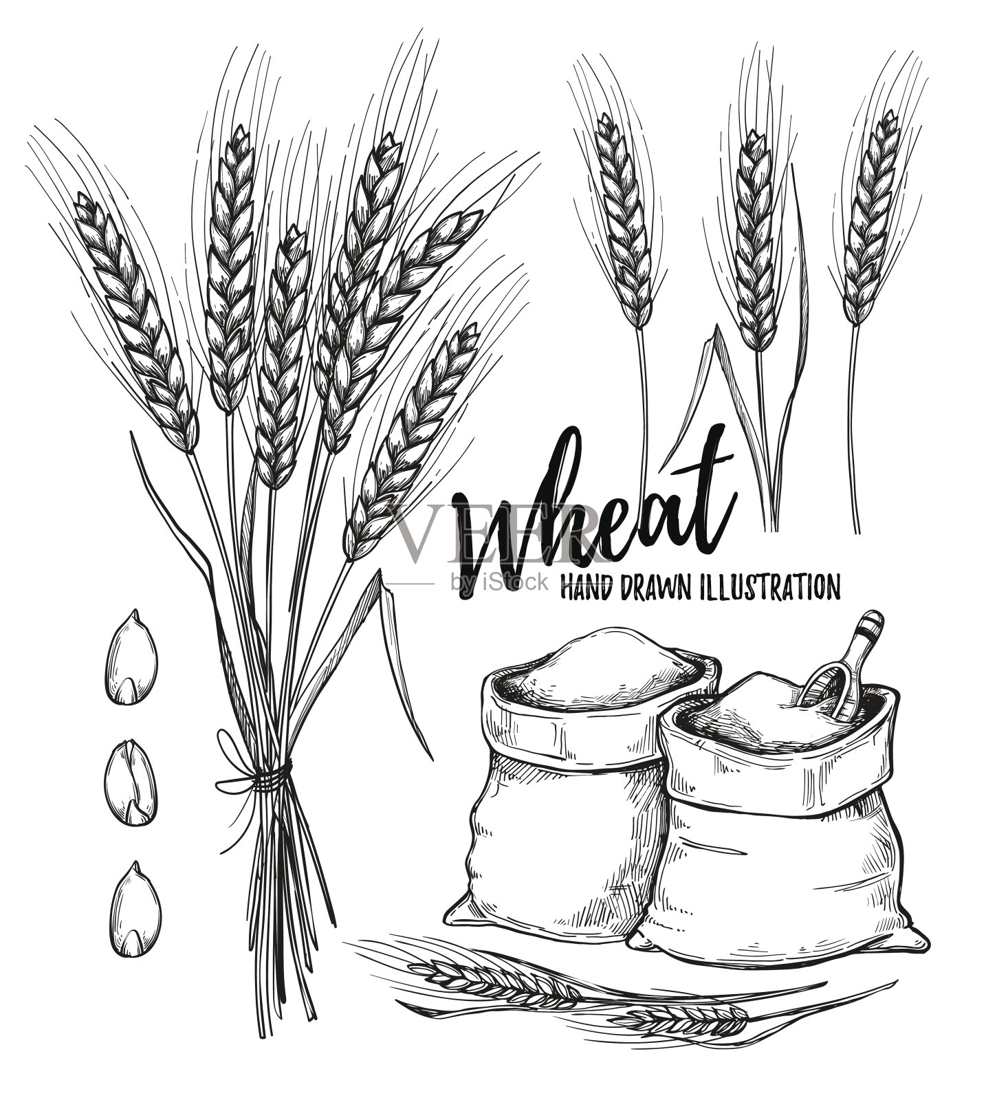 手绘矢量插图-小麦。部落设计元素(袋装面粉和小麦)。完美的邀请，贺卡，海报，印刷品设计元素图片