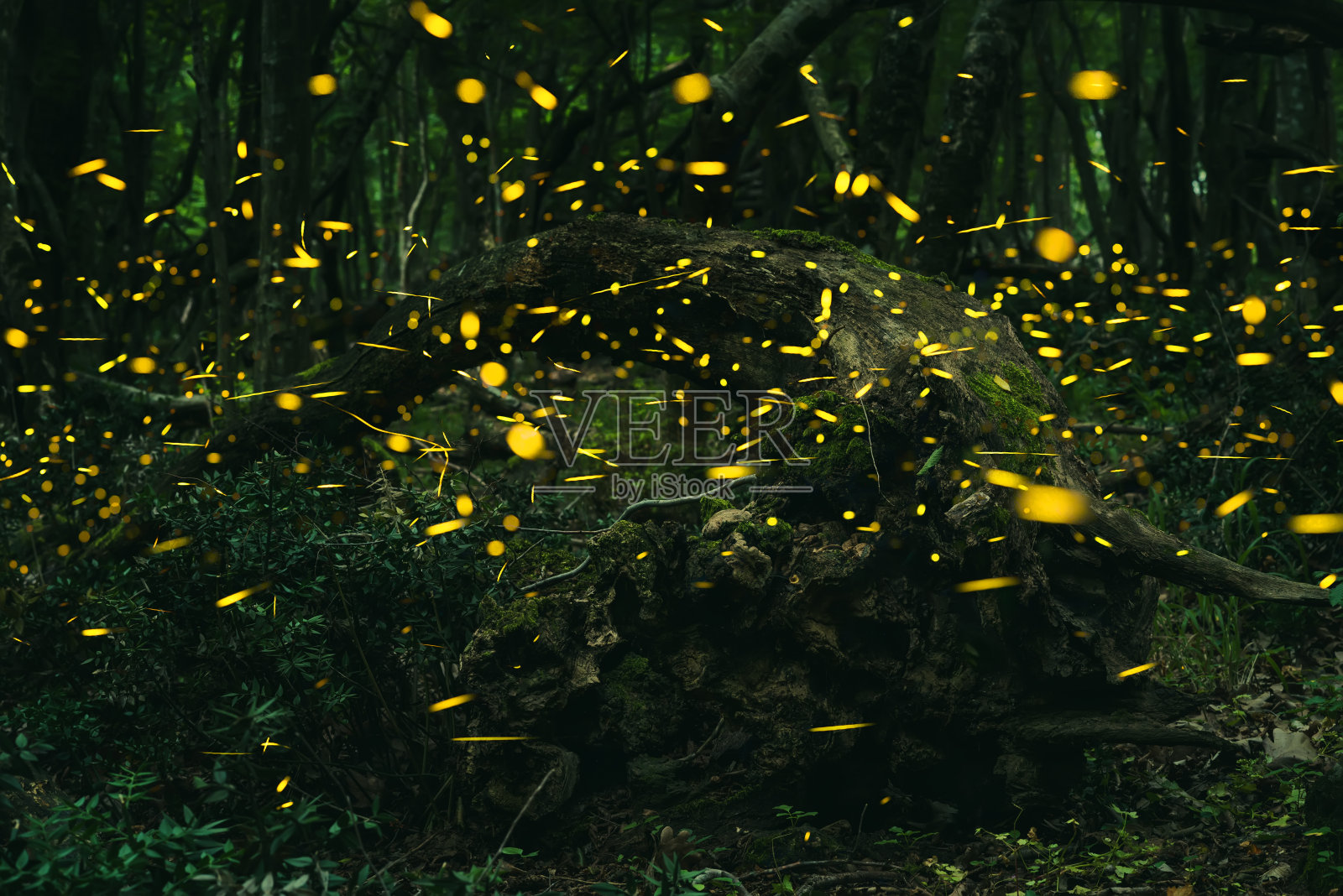 森林里夏天的萤火虫照片摄影图片