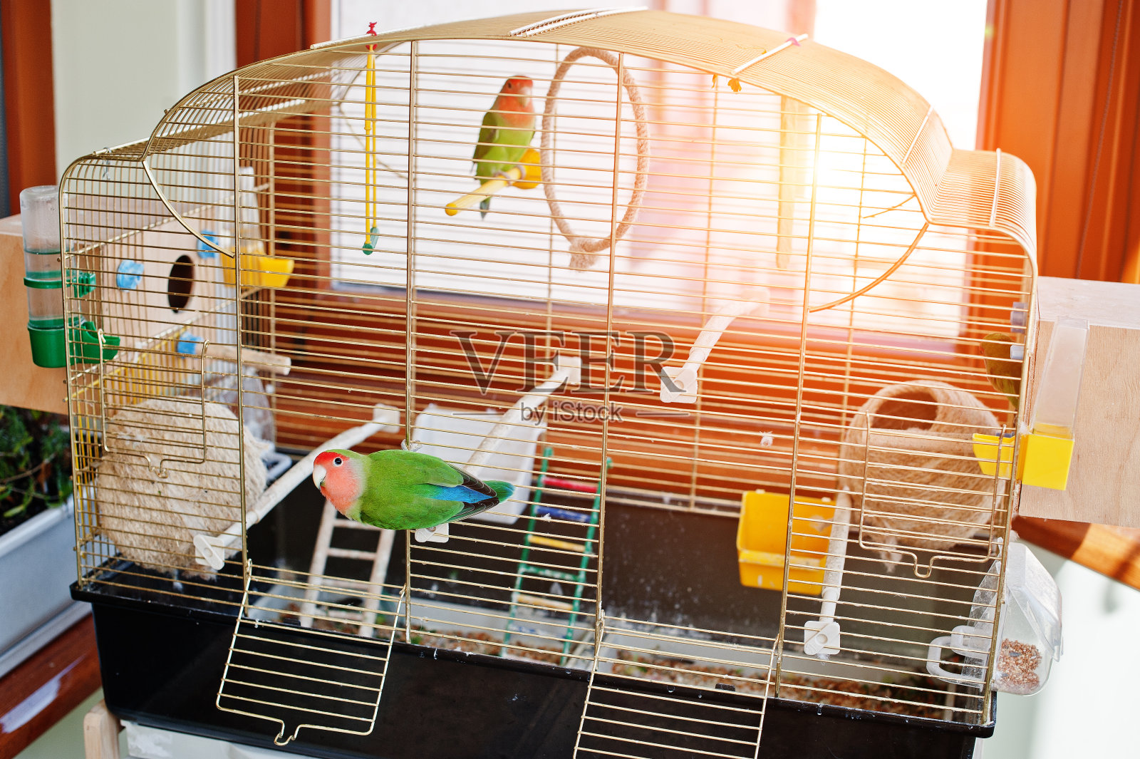 有趣的鹦鹉在大鸟笼与阳光的房间。照片摄影图片