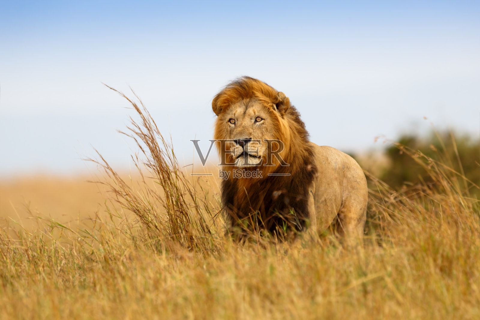 美丽的狮子凯撒在马赛马拉的金色草地上照片摄影图片