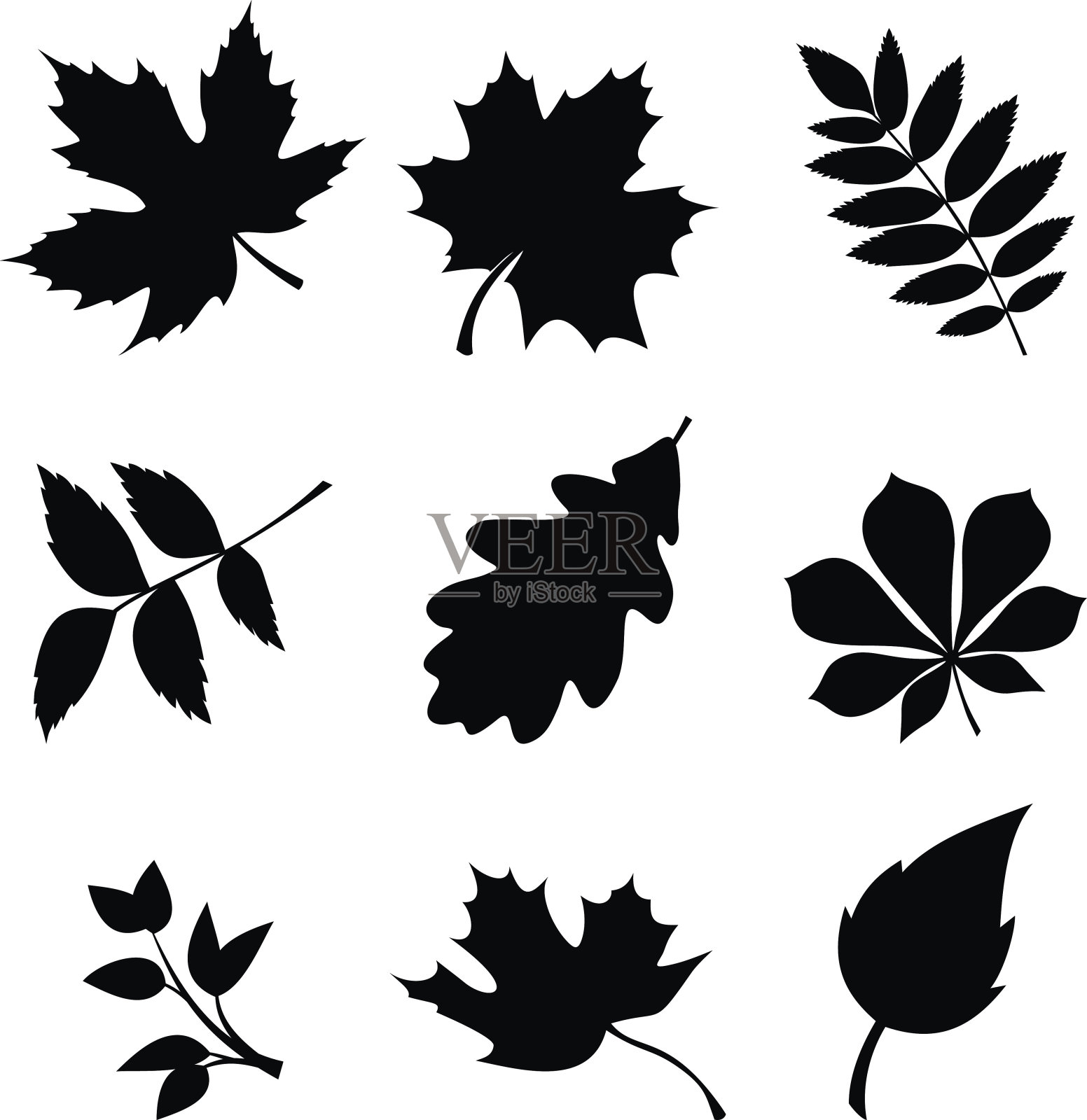 的叶子。向量黑色剪影。设计元素图片