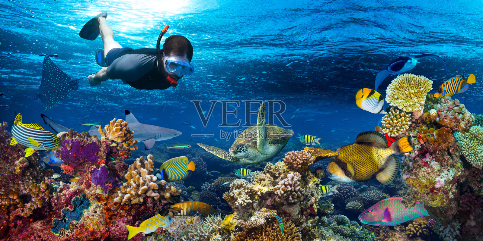 水下珊瑚礁景观浮潜照片摄影图片