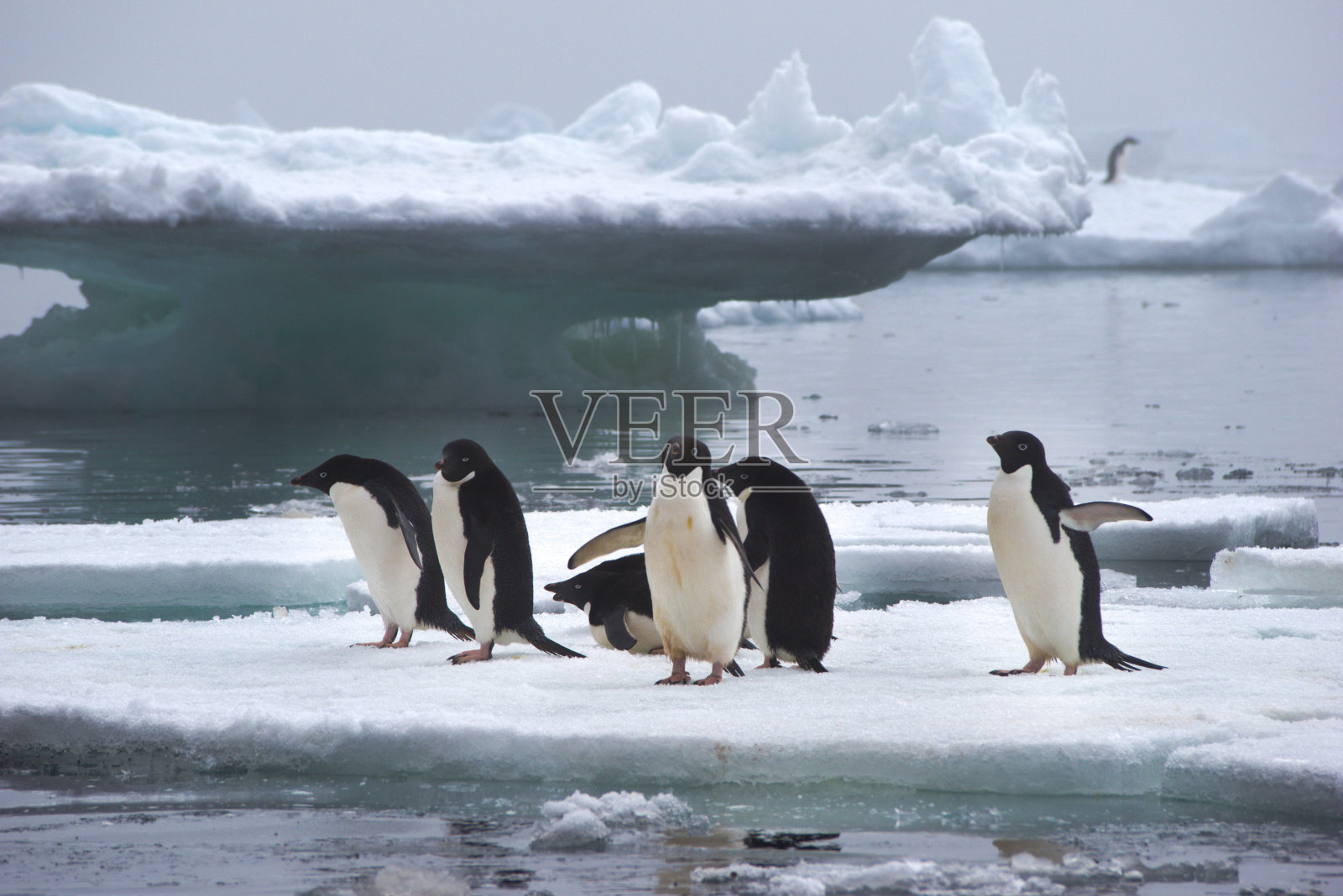 南极洲浮冰上的阿德利企鹅照片摄影图片
