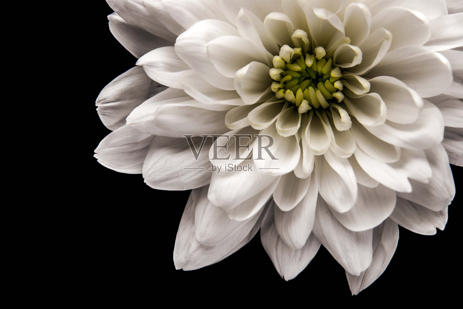 白色菊花在黑色背景的右边照片摄影图片
