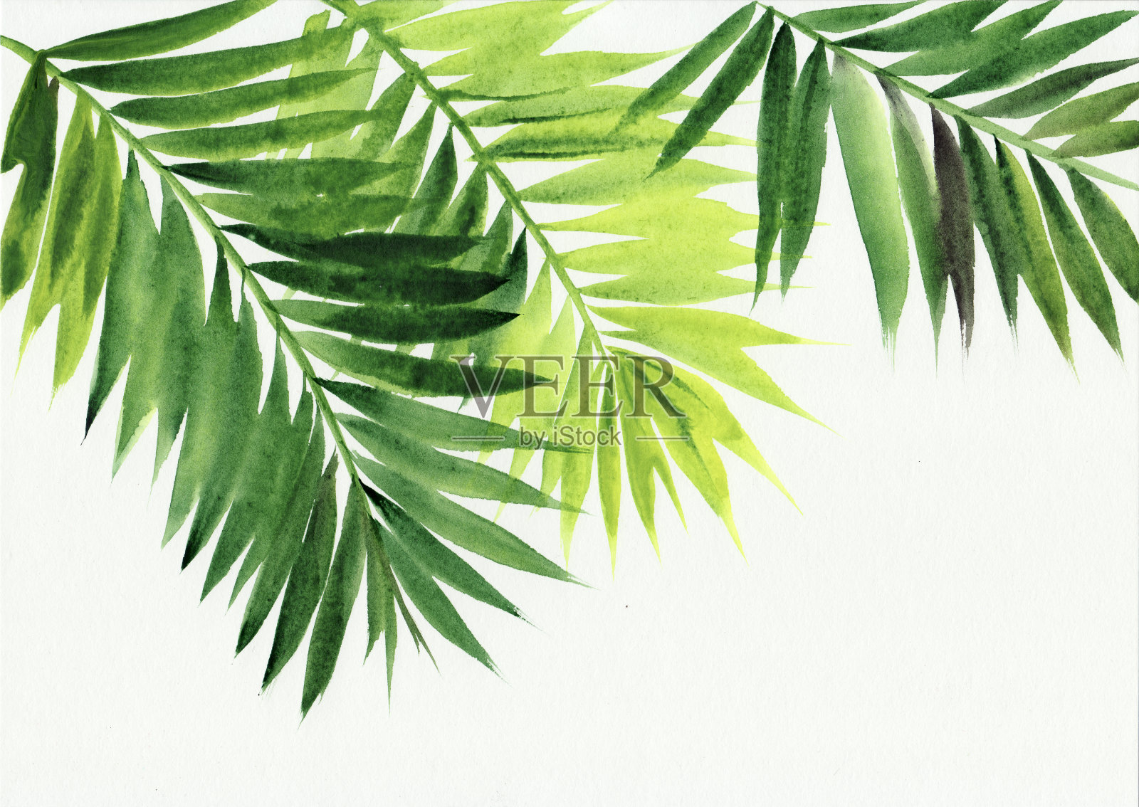 棕榈叶的背景插画图片素材