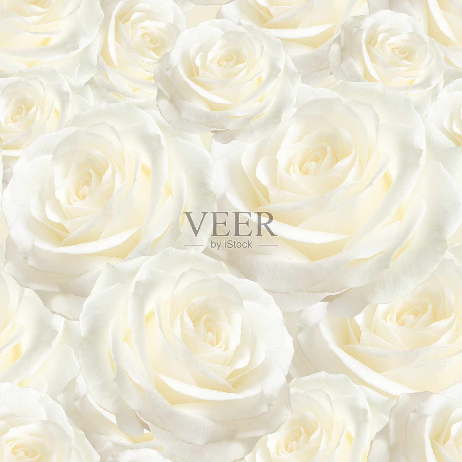 优雅的白色无缝花纹豪华玫瑰照片摄影图片