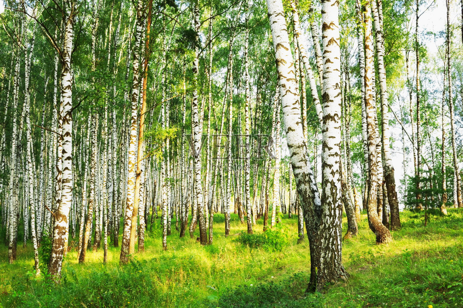 夏天在阳光明媚的桦树林中照片摄影图片