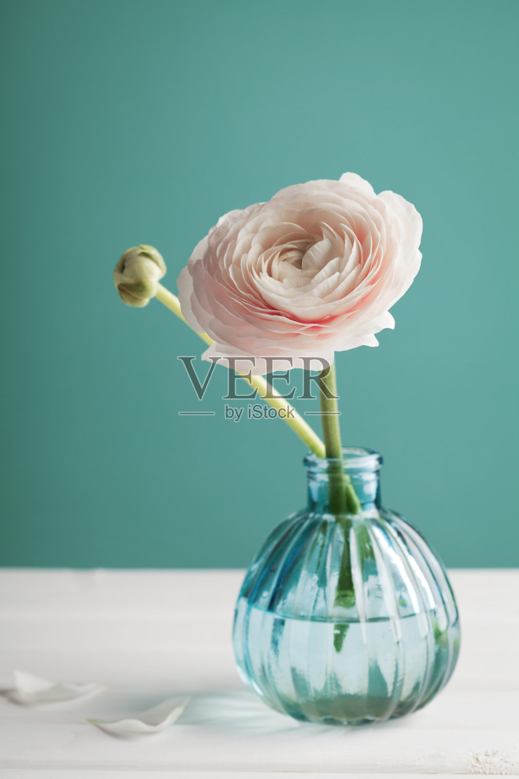花瓶上的粉红色毛茛在绿松石色的背景下，美丽的春花照片摄影图片