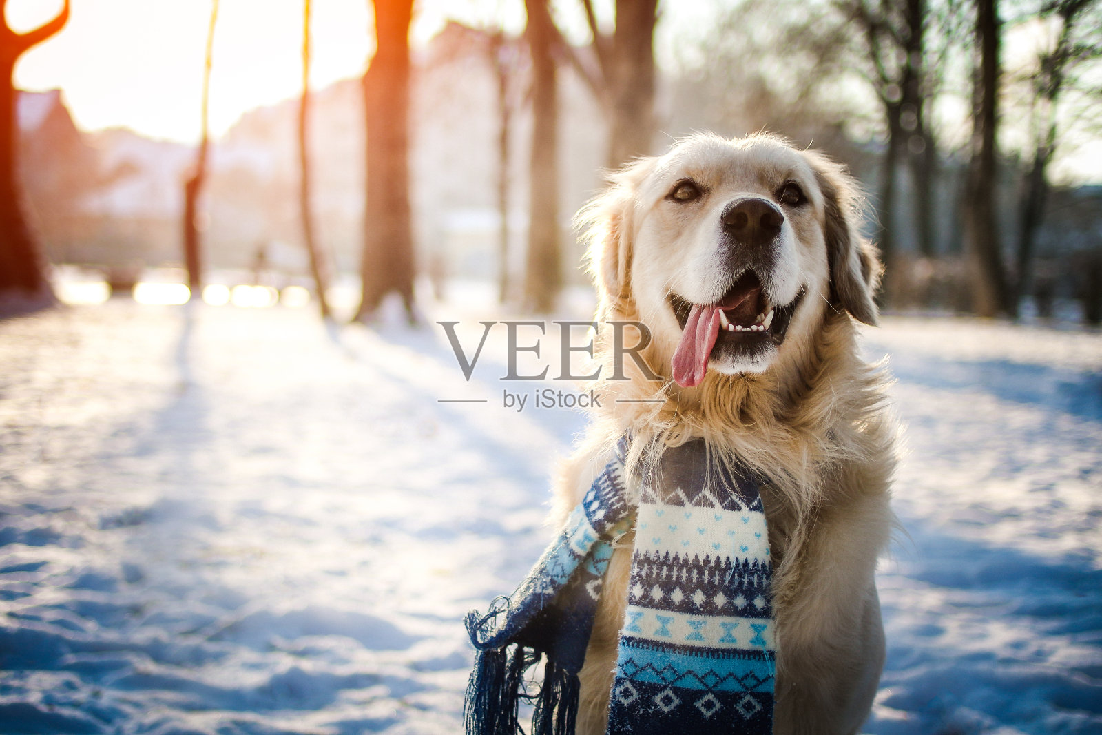 年轻的金毛猎犬坐在雪地上照片摄影图片