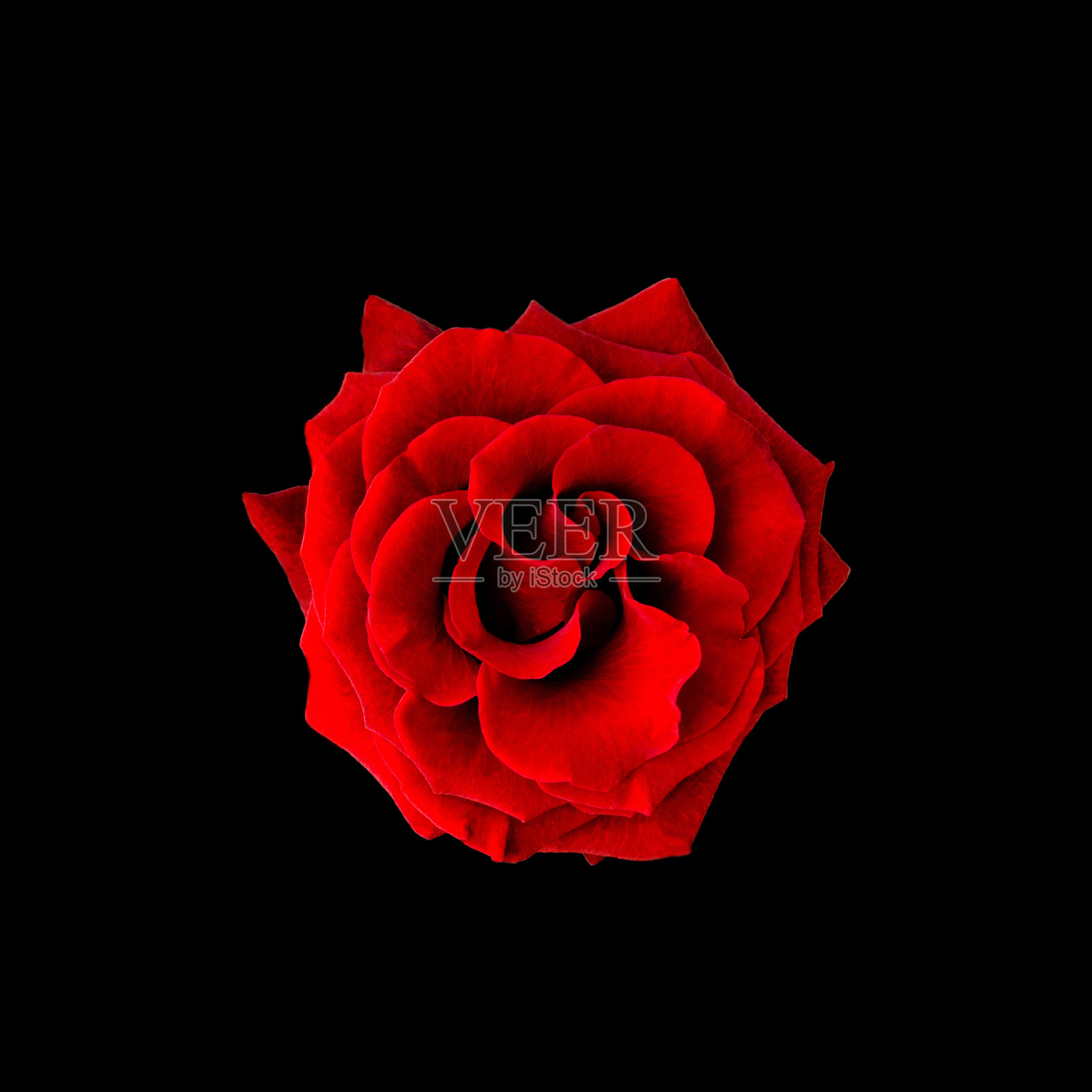 黑色背景上的红玫瑰照片摄影图片