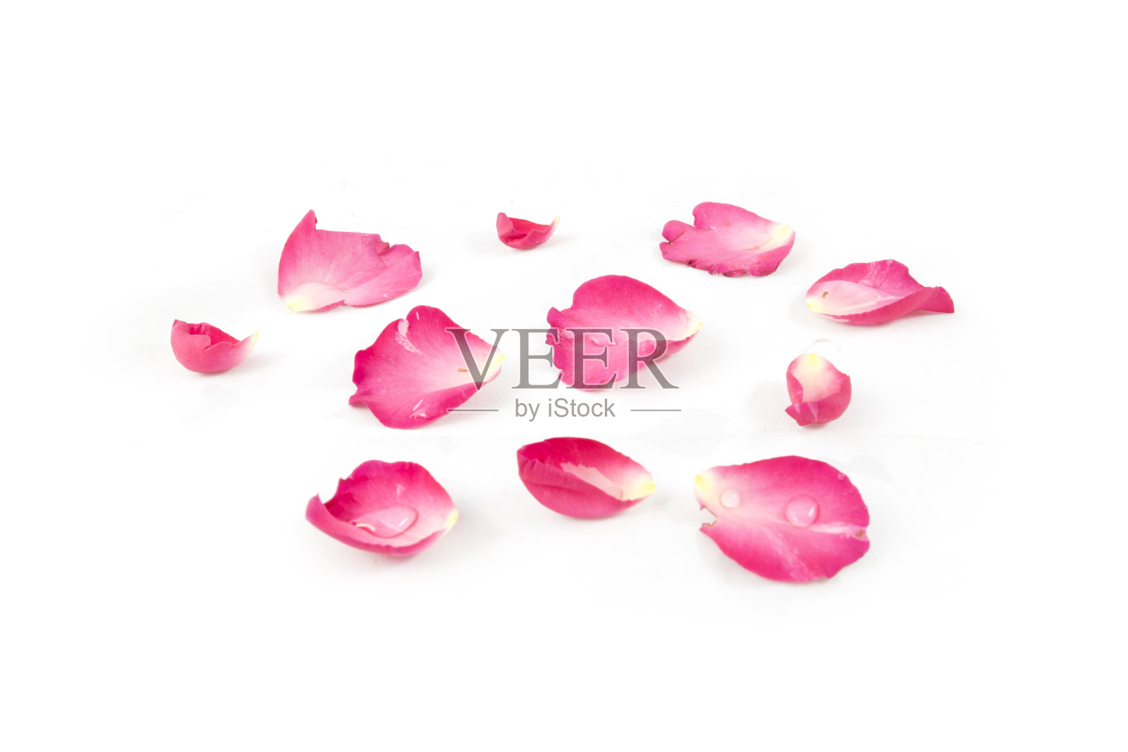 玫瑰花瓣白色背景上孤立的粉红色照片摄影图片