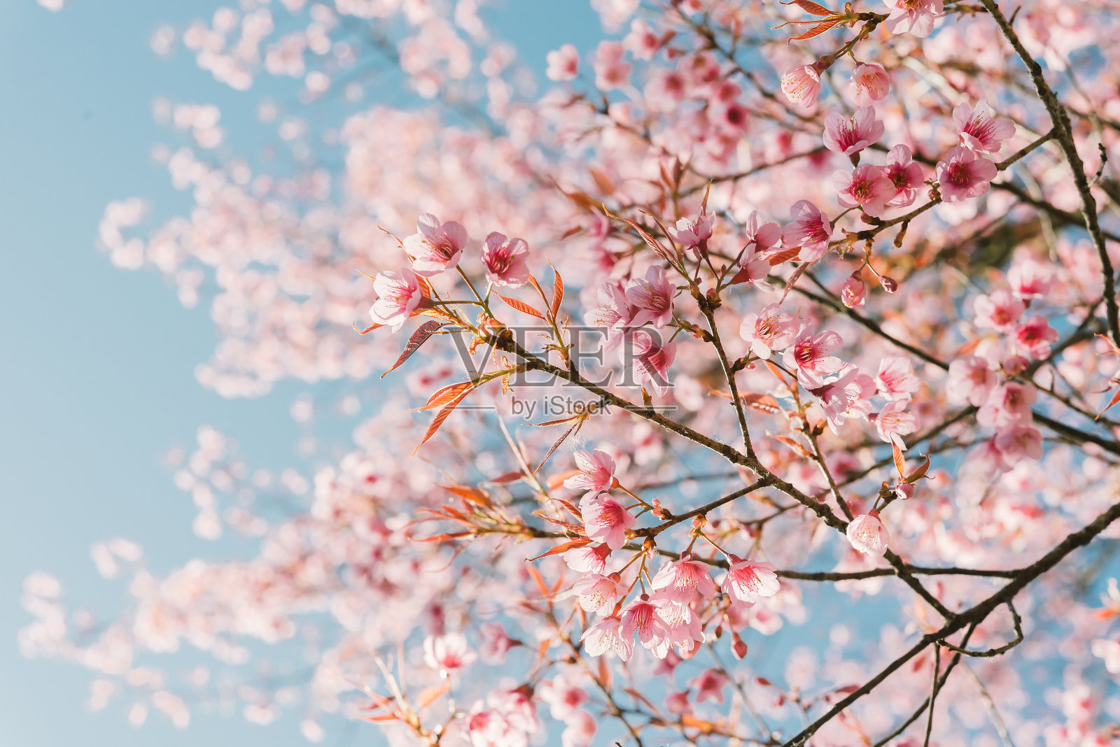 粉红色的樱花照片摄影图片