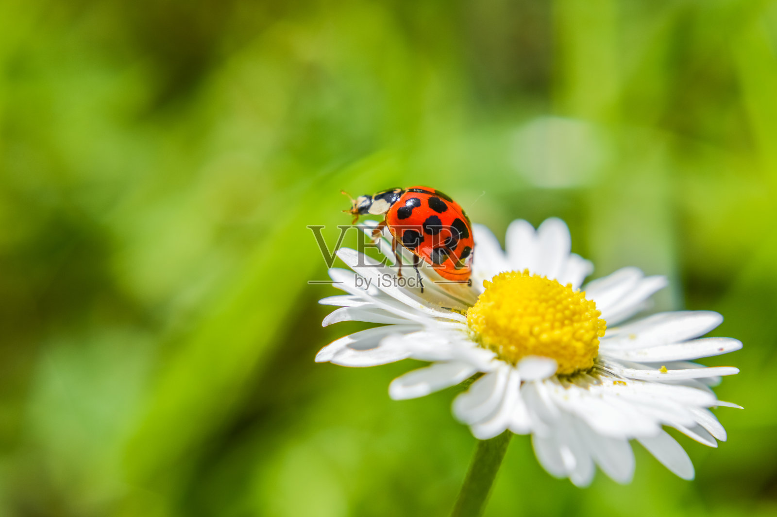 瓢虫对一朵雏菊花的特写照片摄影图片