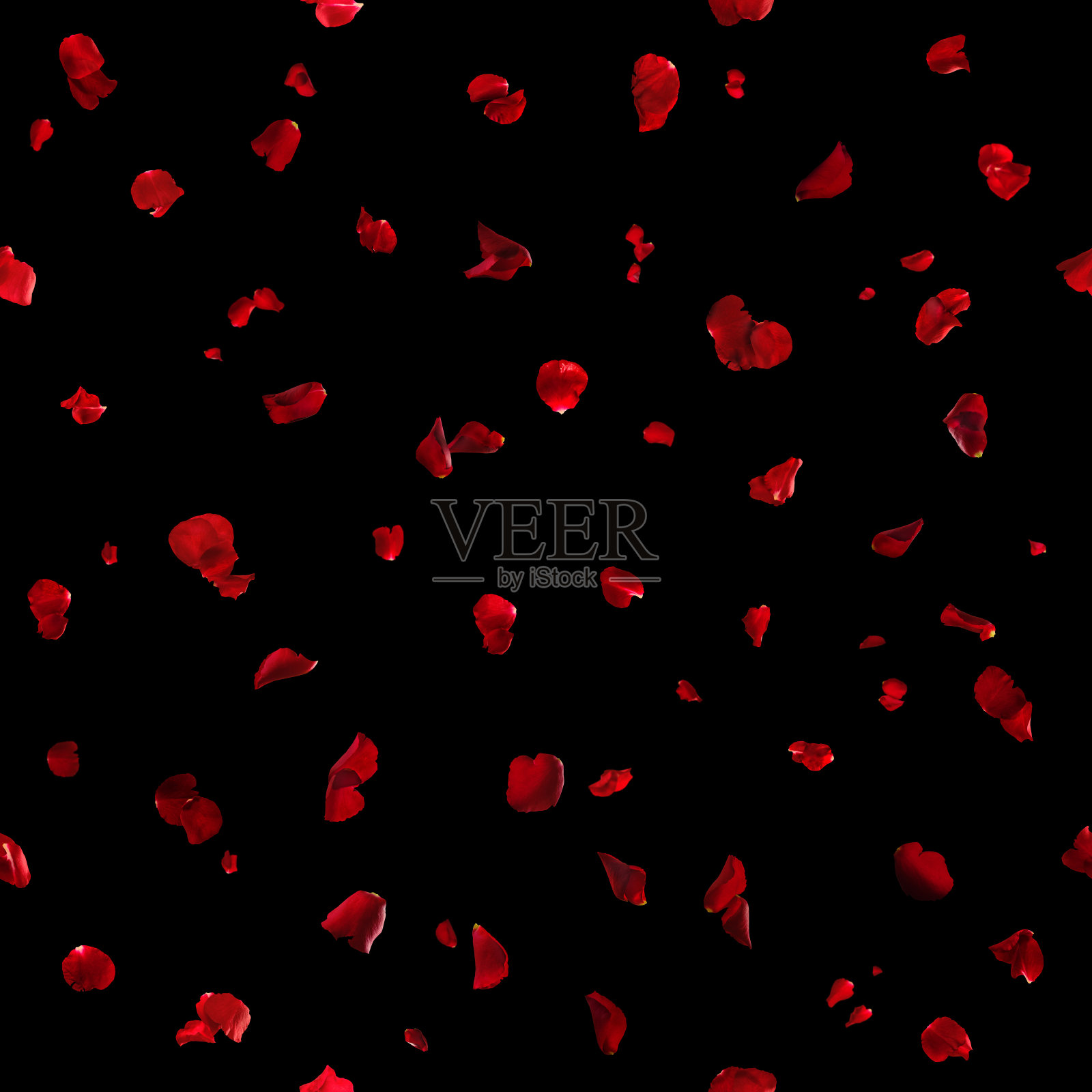 无缝红玫瑰花瓣上的黑色照片摄影图片