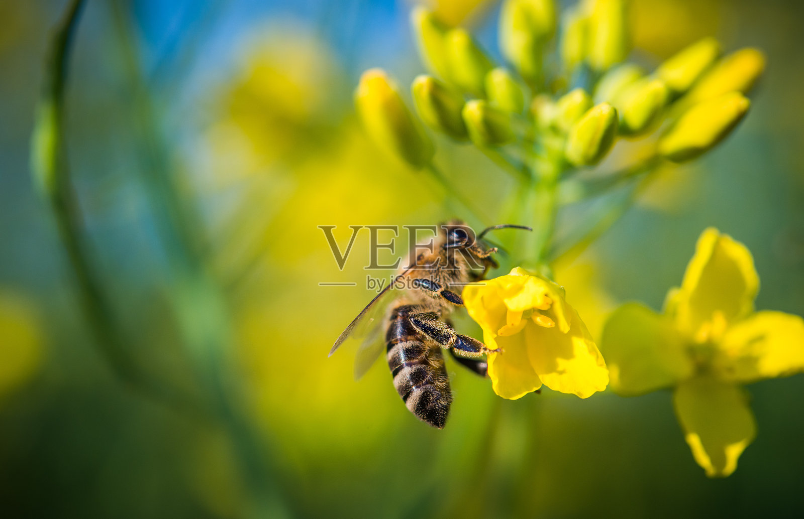 一只蜜蜂在黄花上照片摄影图片